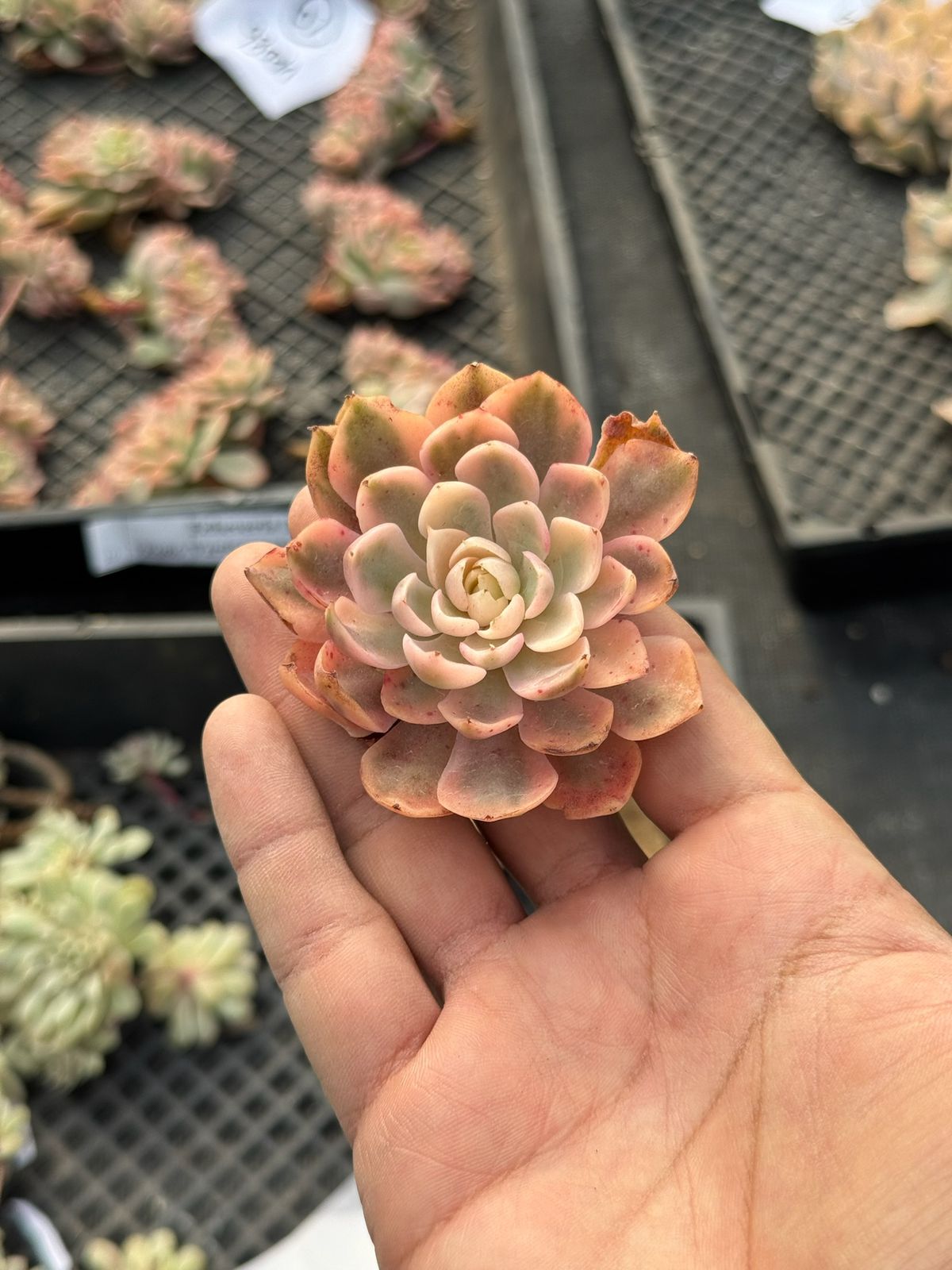 Echeveria desert rose variegada