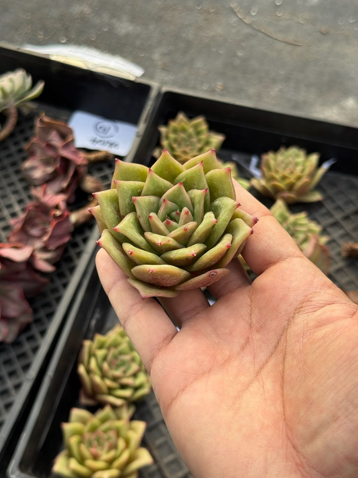 Echeveria moon shadow rose