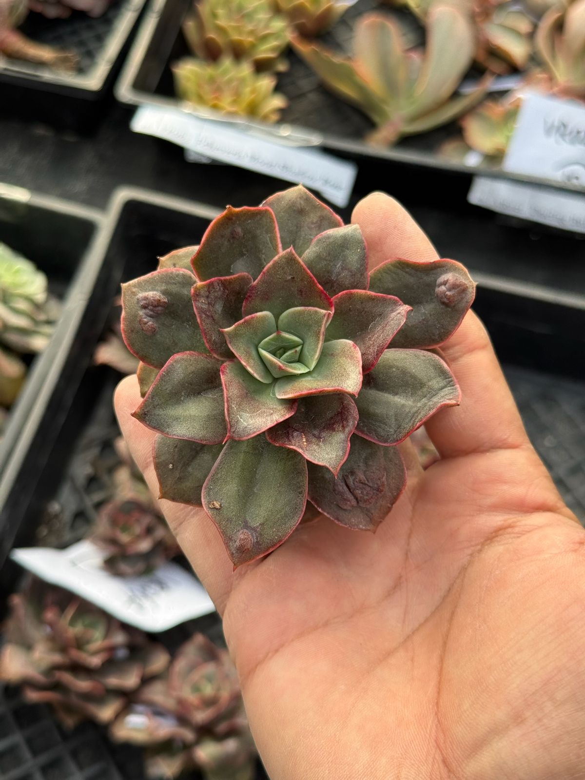 Echeveria thunder dragon