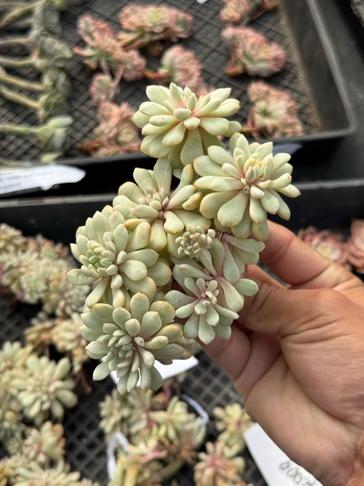 Echeveria little red egg variegada