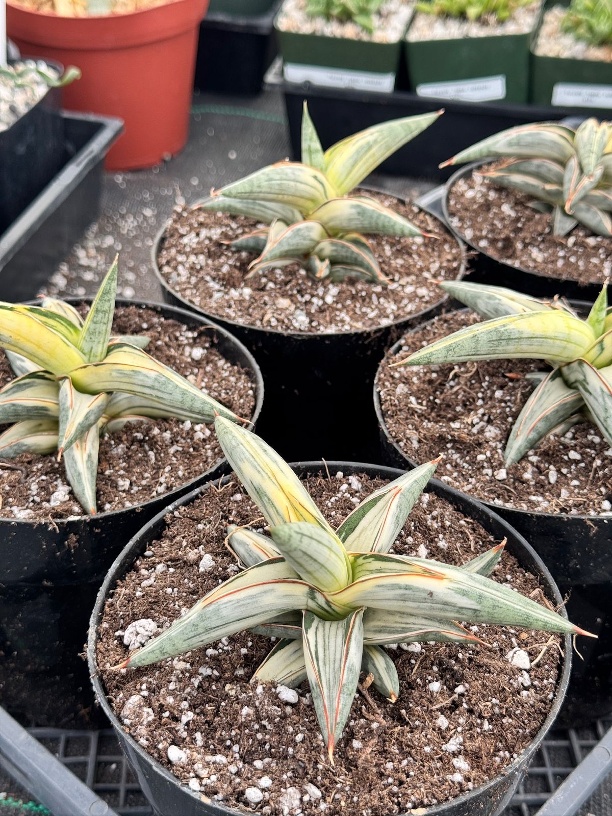 Sansevieria blue clone variegada