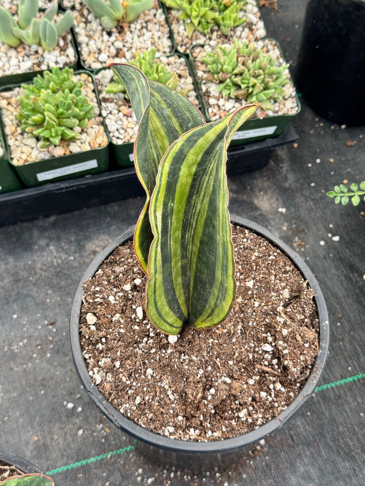 Sansevieria macrophyla