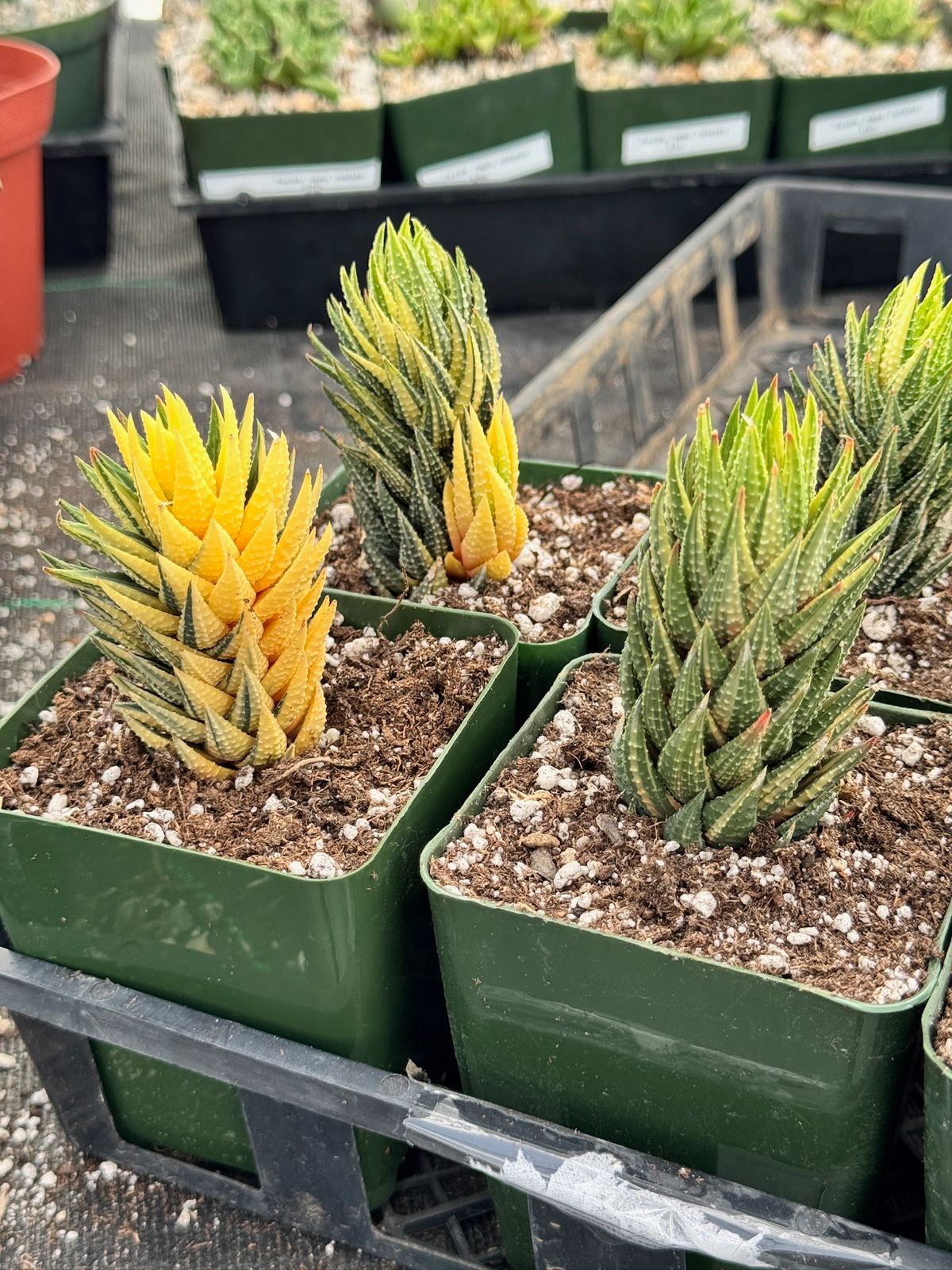 Haworthia reinwardtii