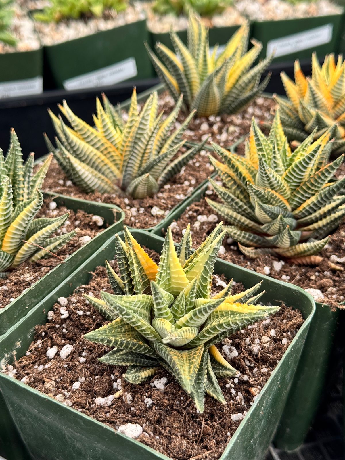Haworthia limifolia x fasciata variegada