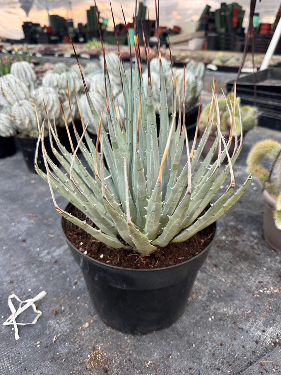 Agave utahensis var. Eborispina 8”