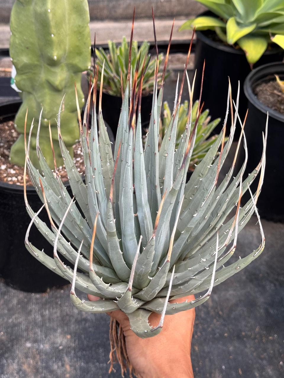 Agave utahensis var. Eborispina 8  TiaJuanas Plants Mxico
