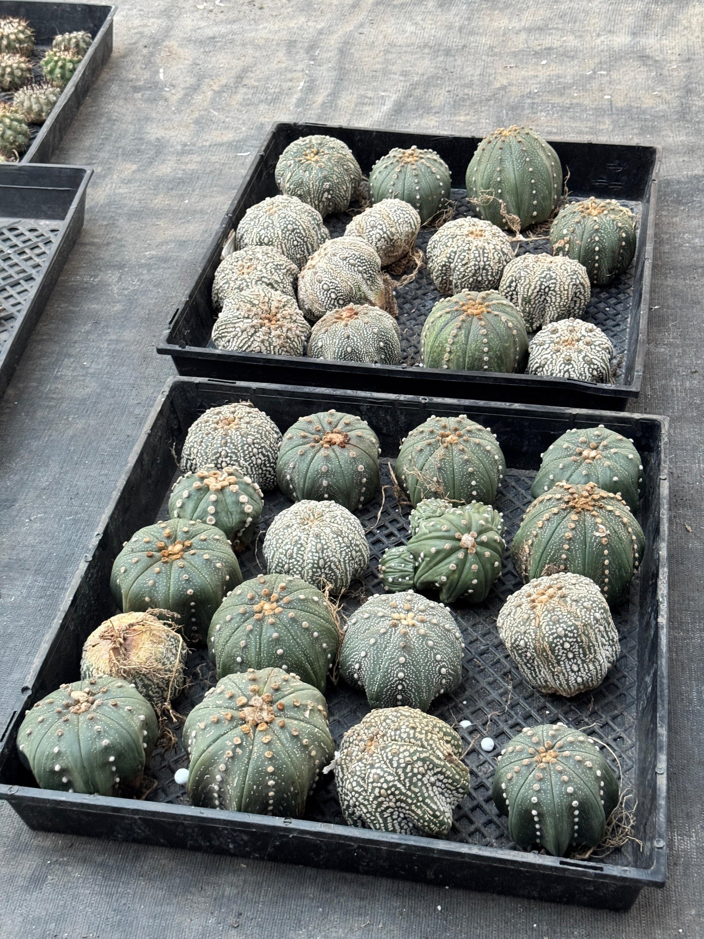 Astrophytum starshape