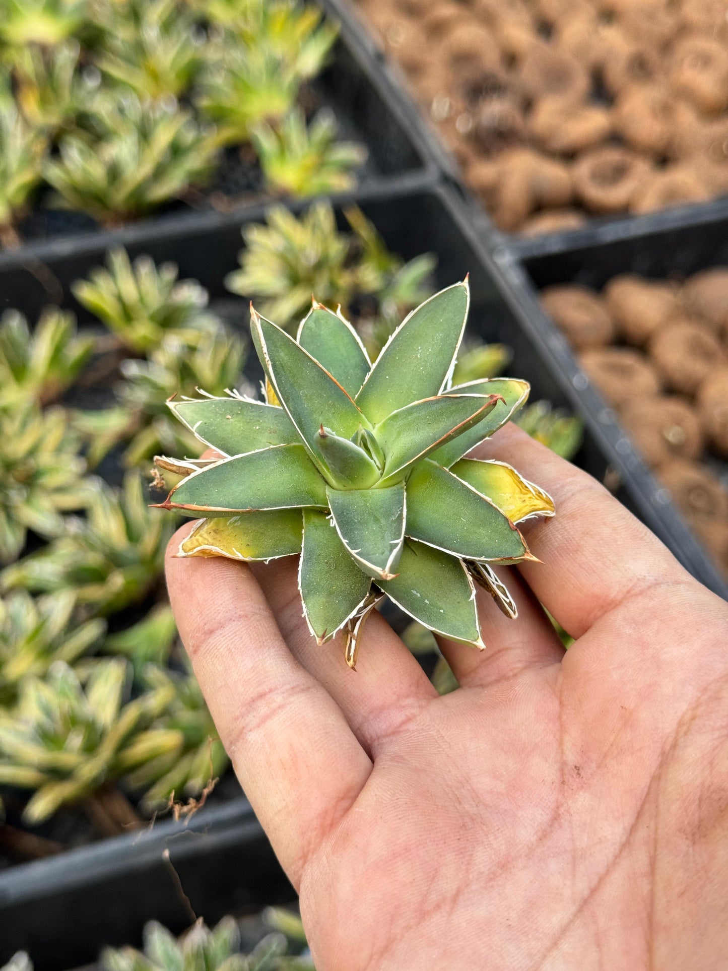 Agave filifera f. Compacta