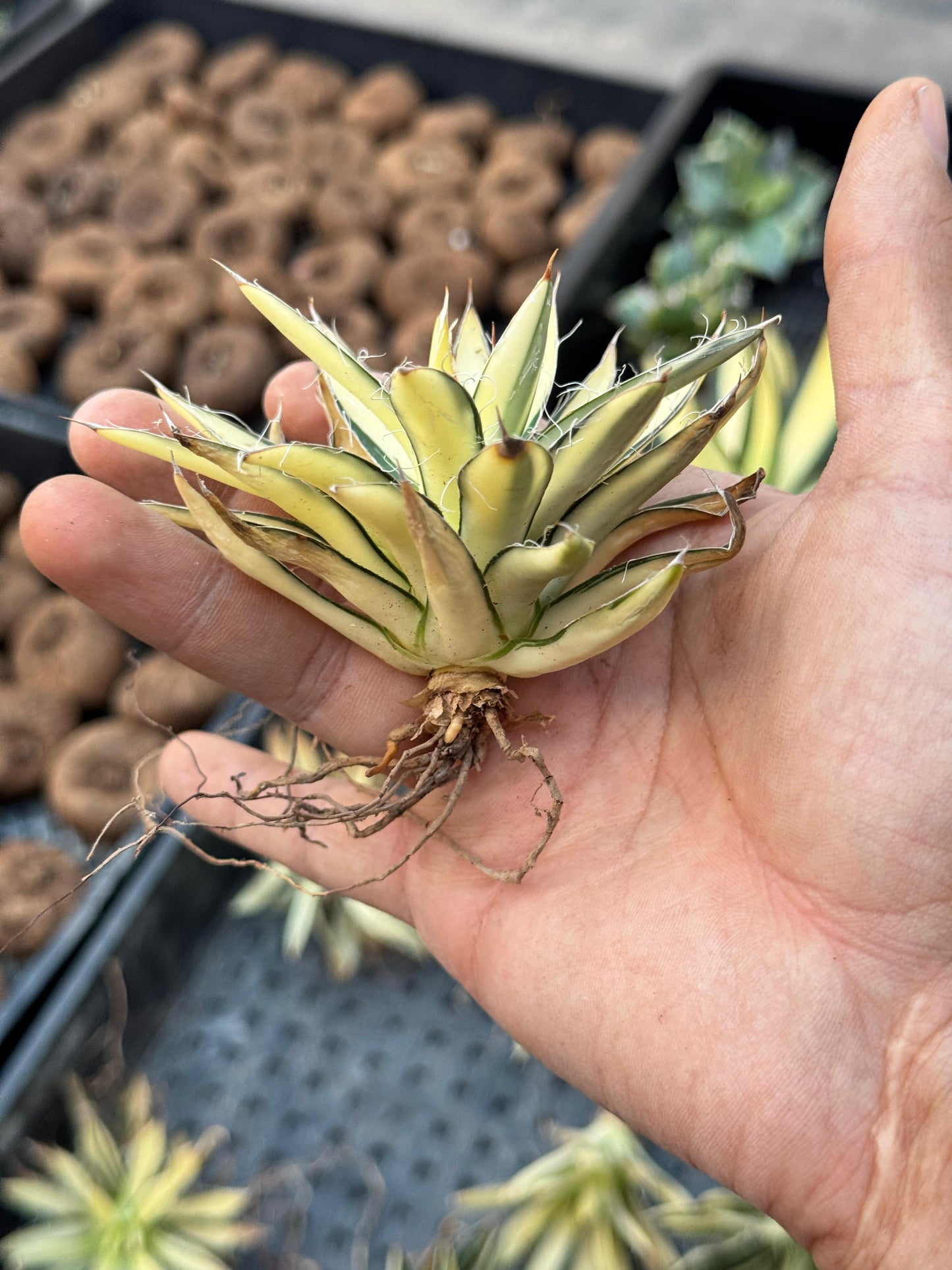 Agave filifera mediopicta