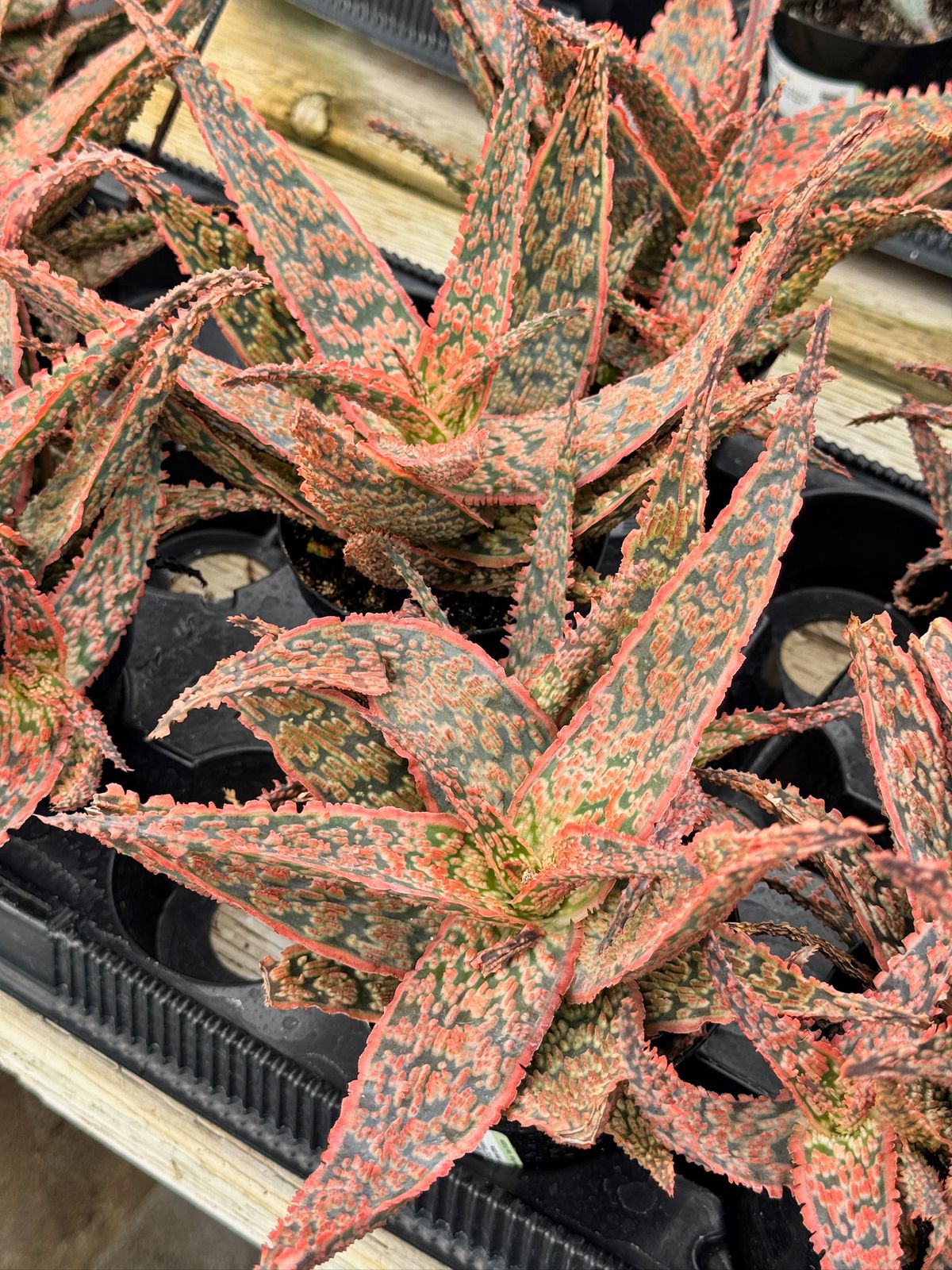 Aloe crimson dragon