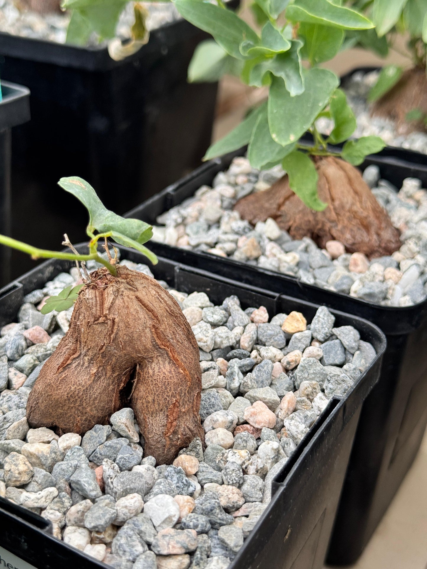 Dioscorea hemicrypta