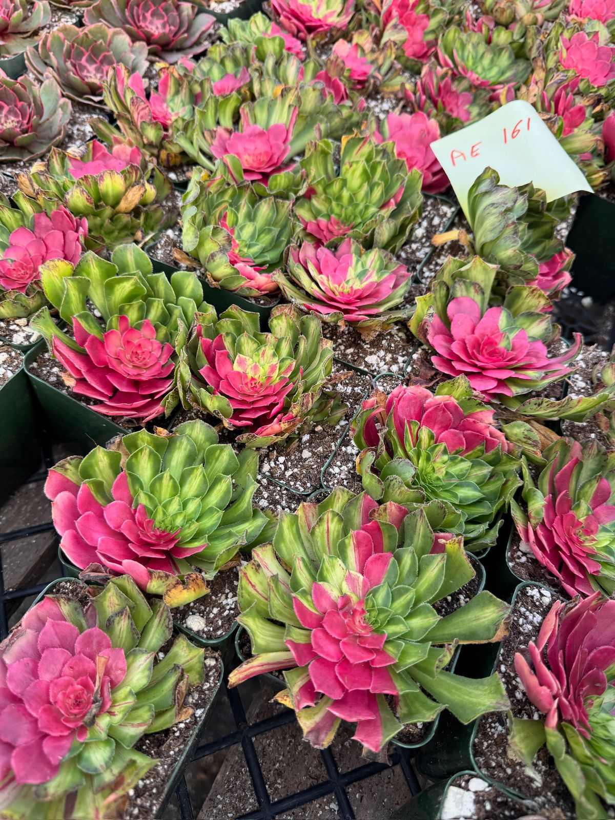 Aeonium ultra variegado