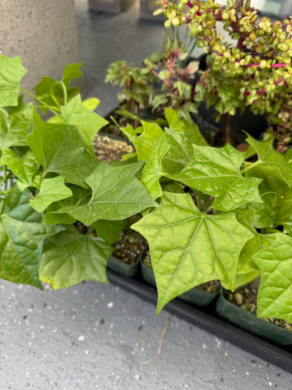 Gerrardanthus macrorhizus 4”