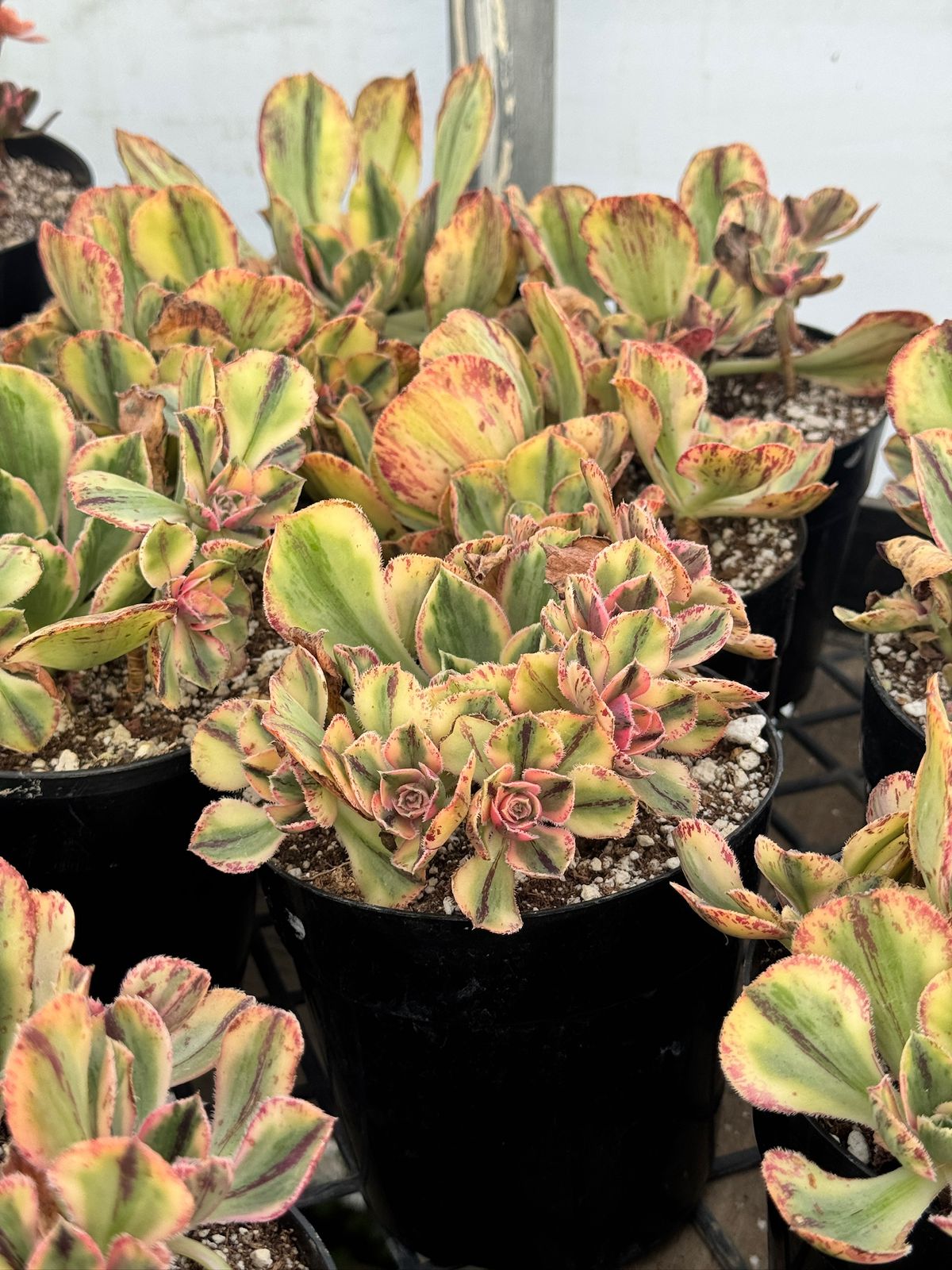 Aeonium white porcelain cluster