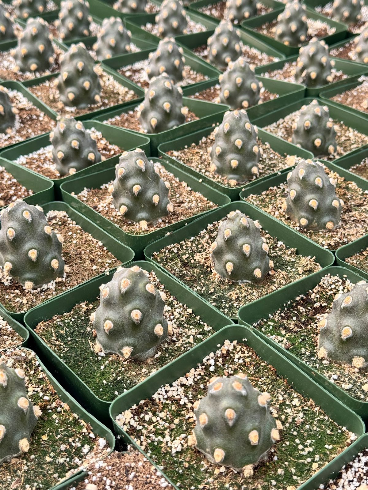 Tephrocactus molinensis