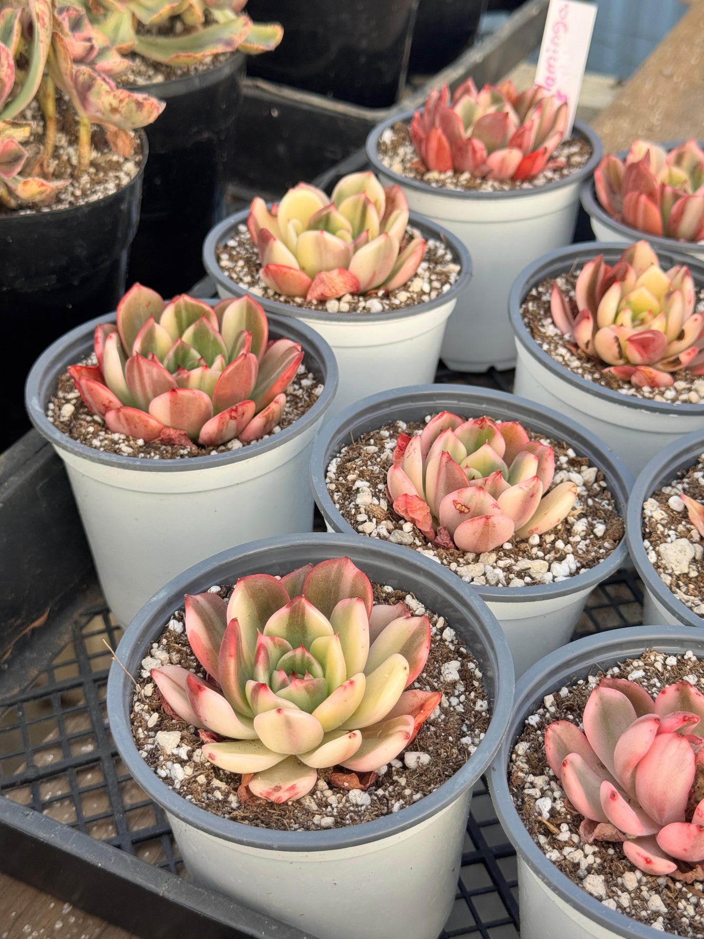 Echeveria flamingo variegada