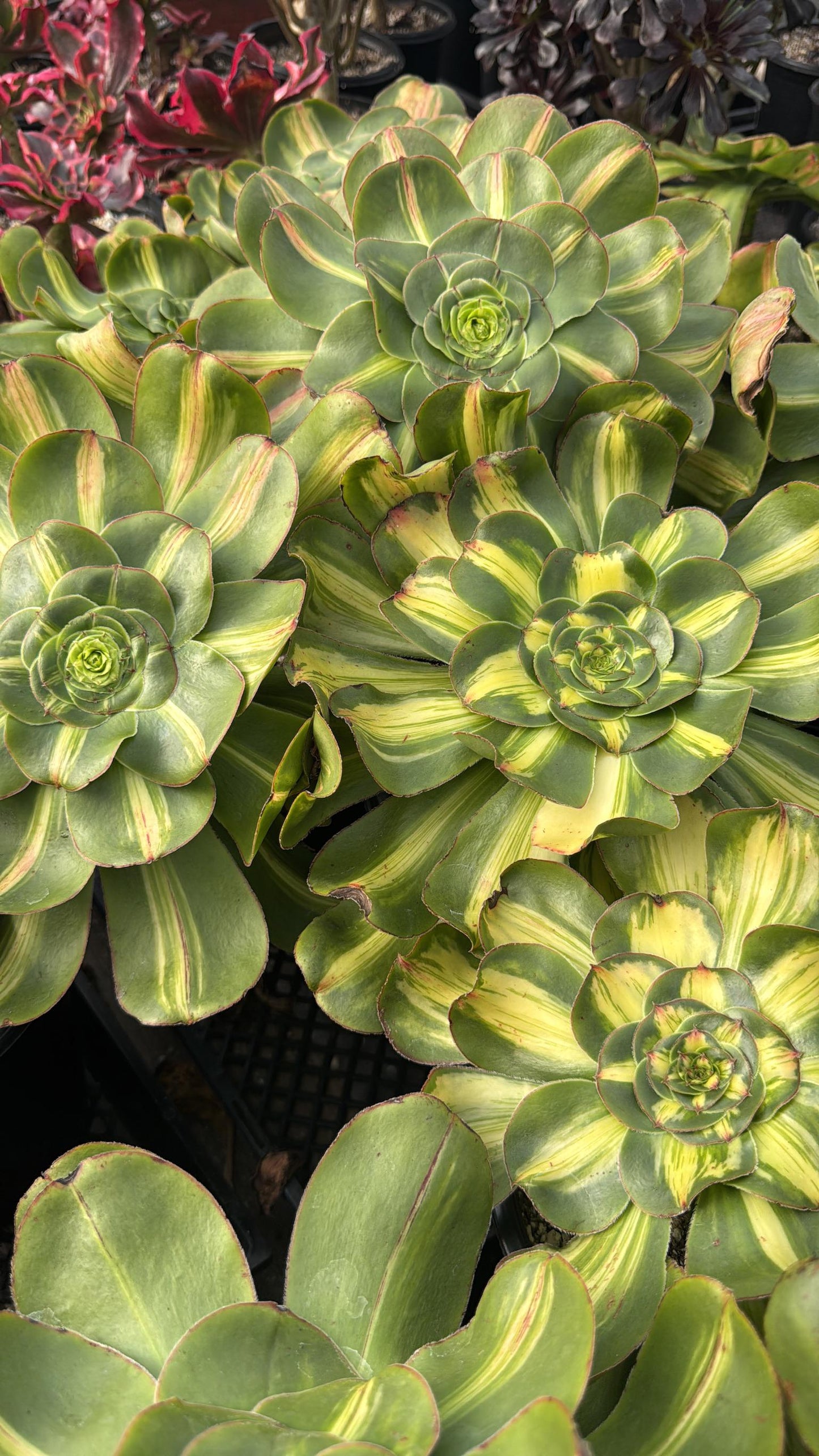 Aeonium tyrant
