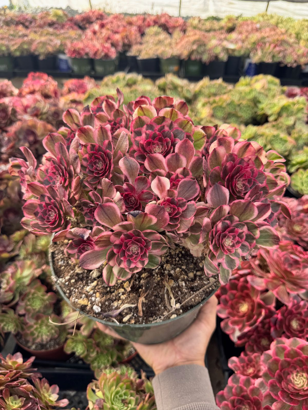 Aeonium poseidon bouquet cluster