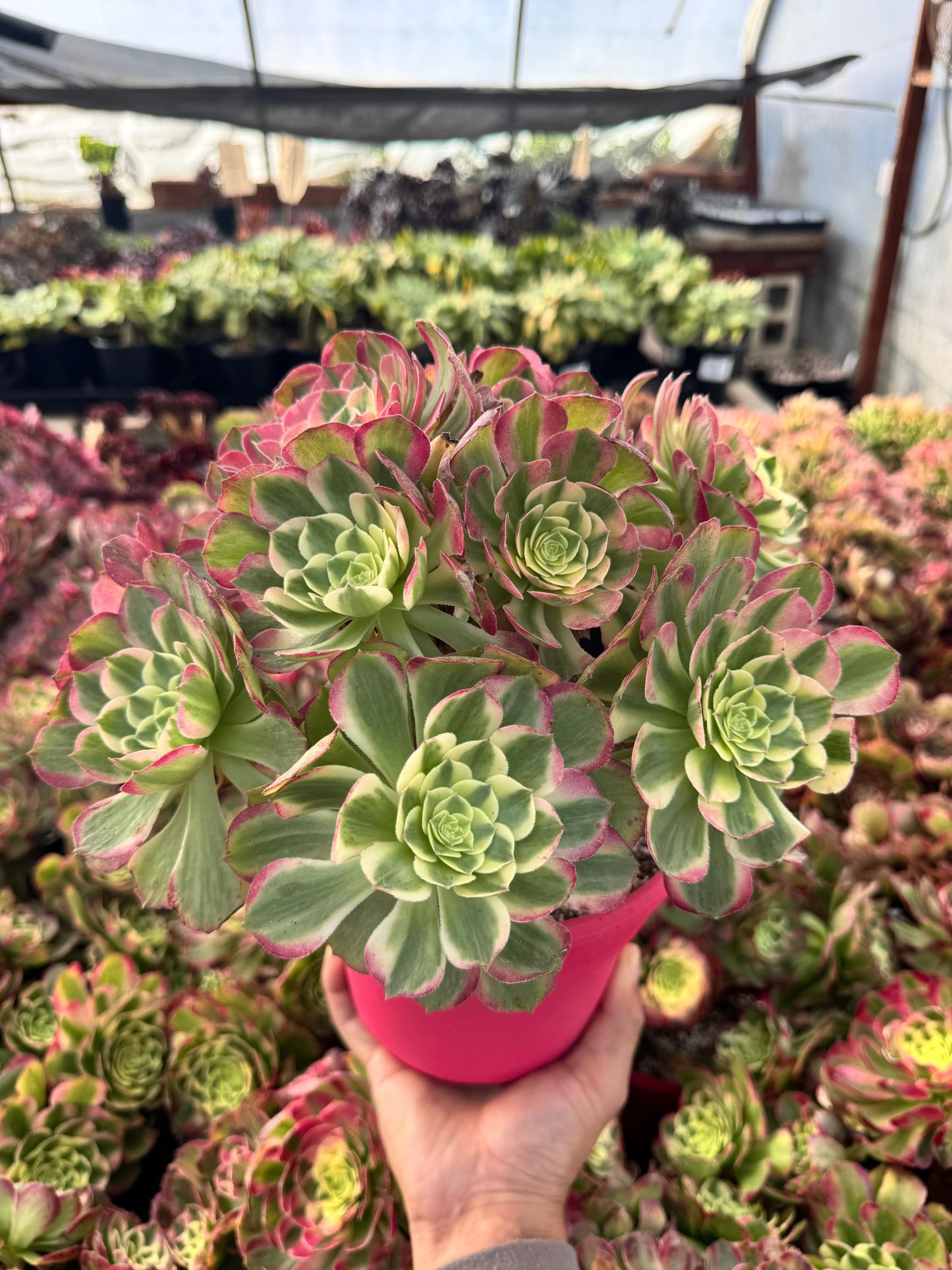 Aeonium neptune cluster