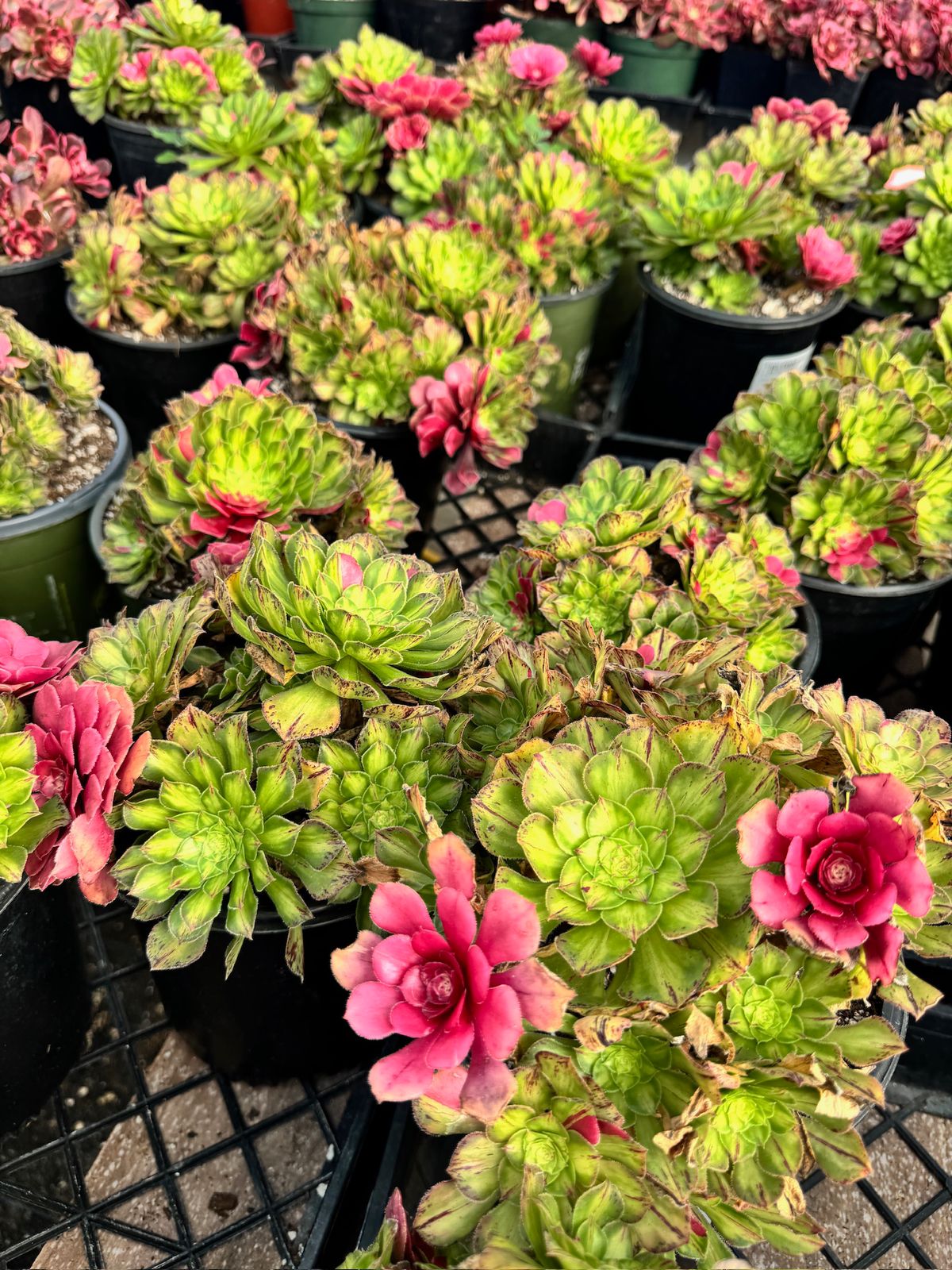 Aeonium ultra variegado cluster