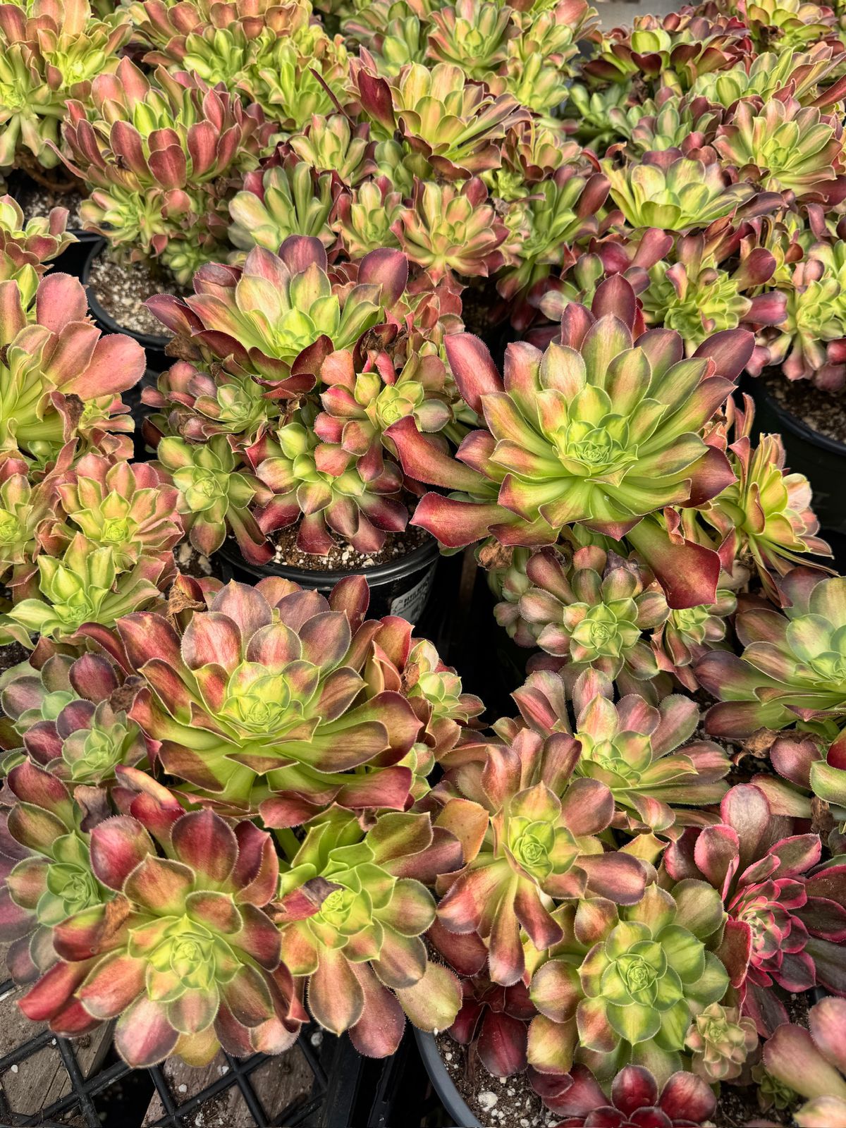 Aeonium shaohua cluster