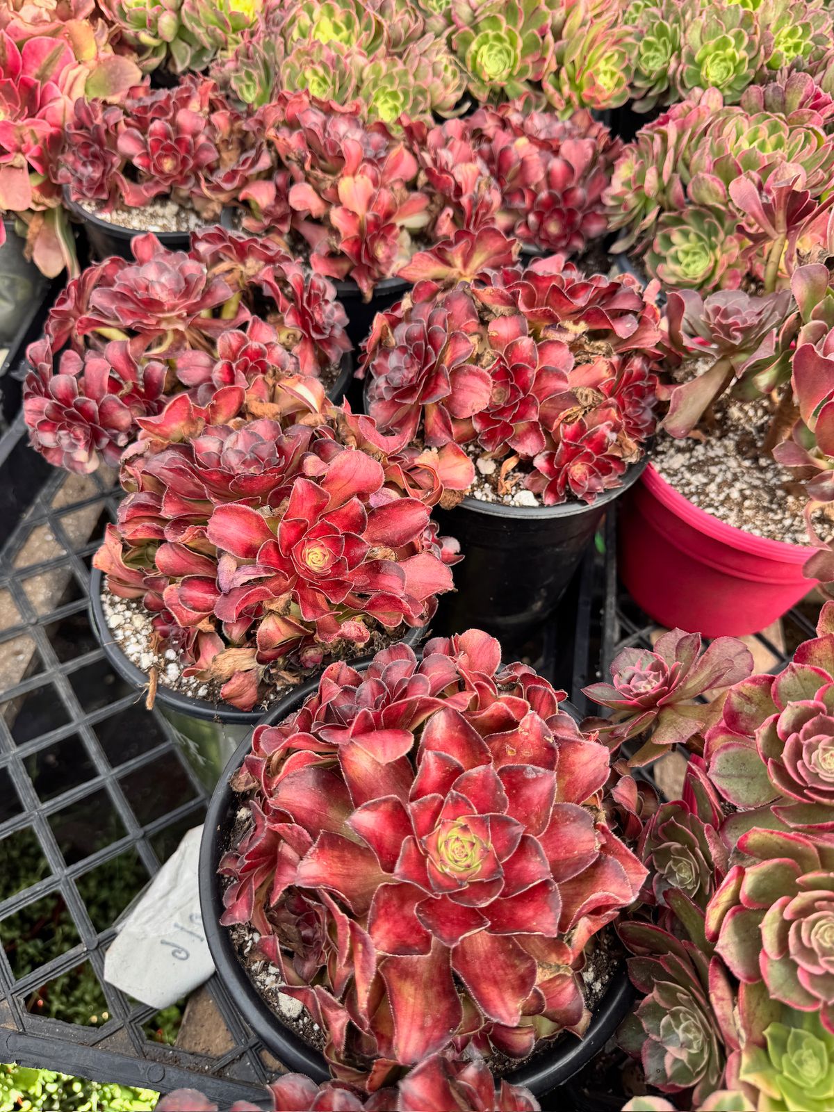 Aeonium red apple leaf cluster