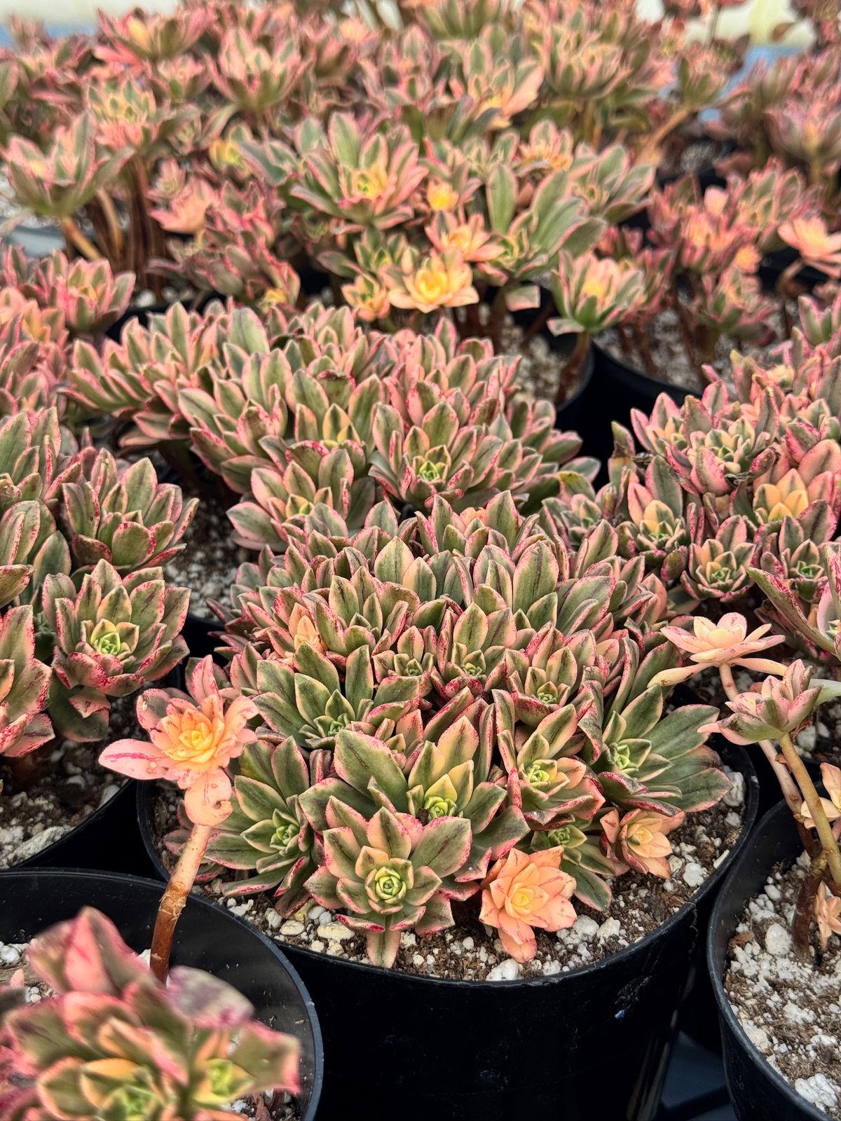 Aeonium sweet tea cluster