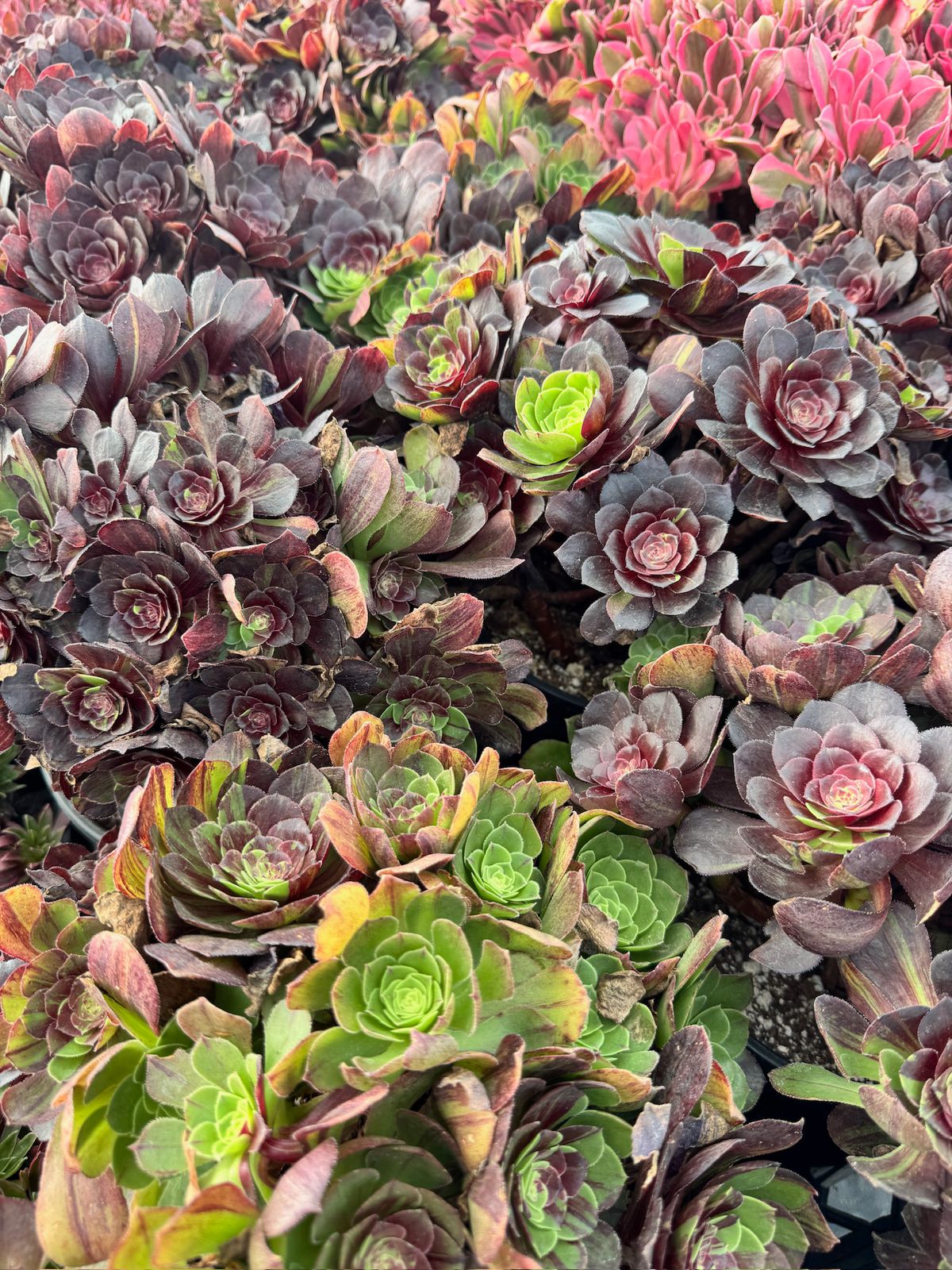 Aeonium moonlight cluster