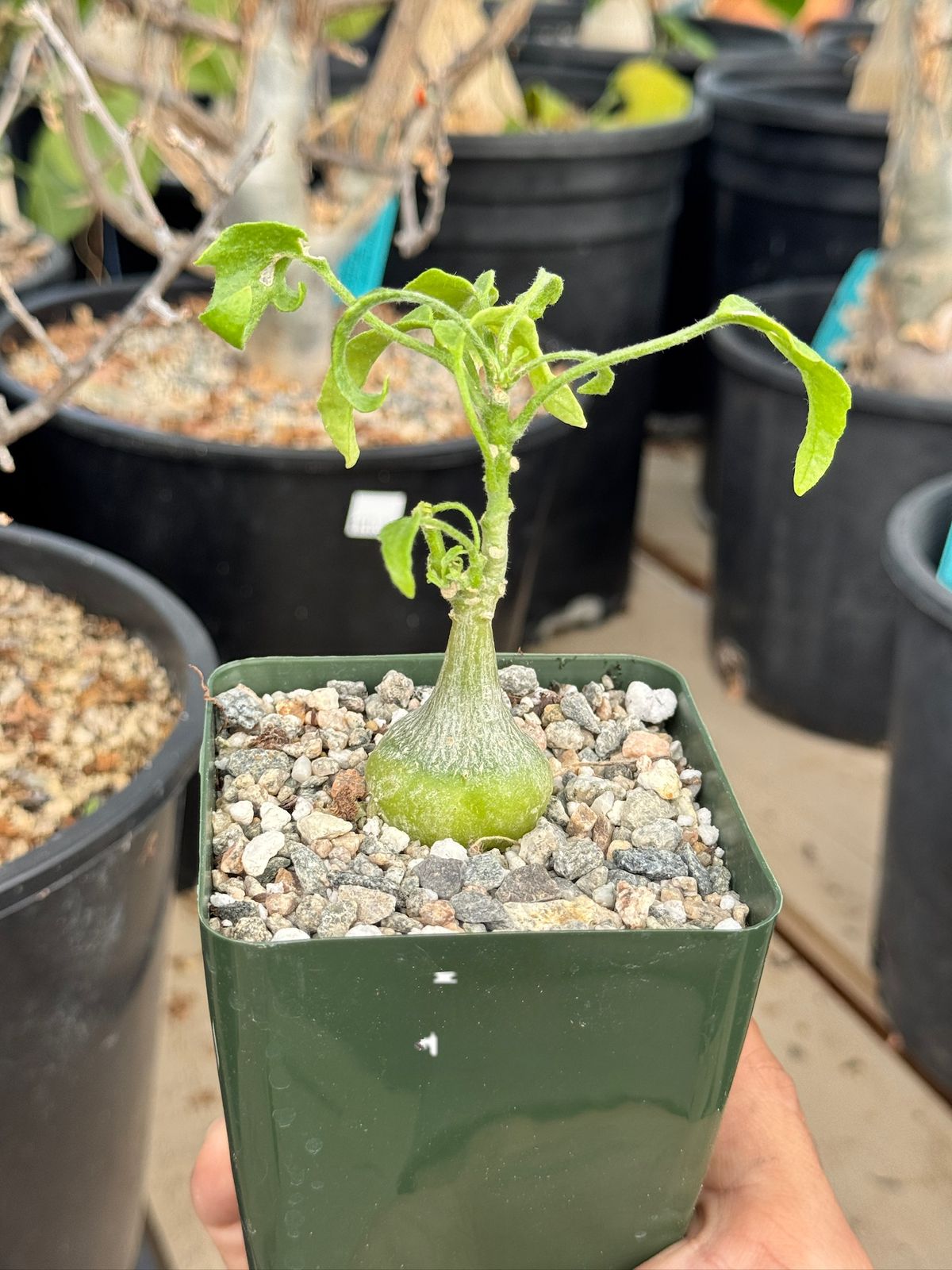 zygosicyos pubescens
