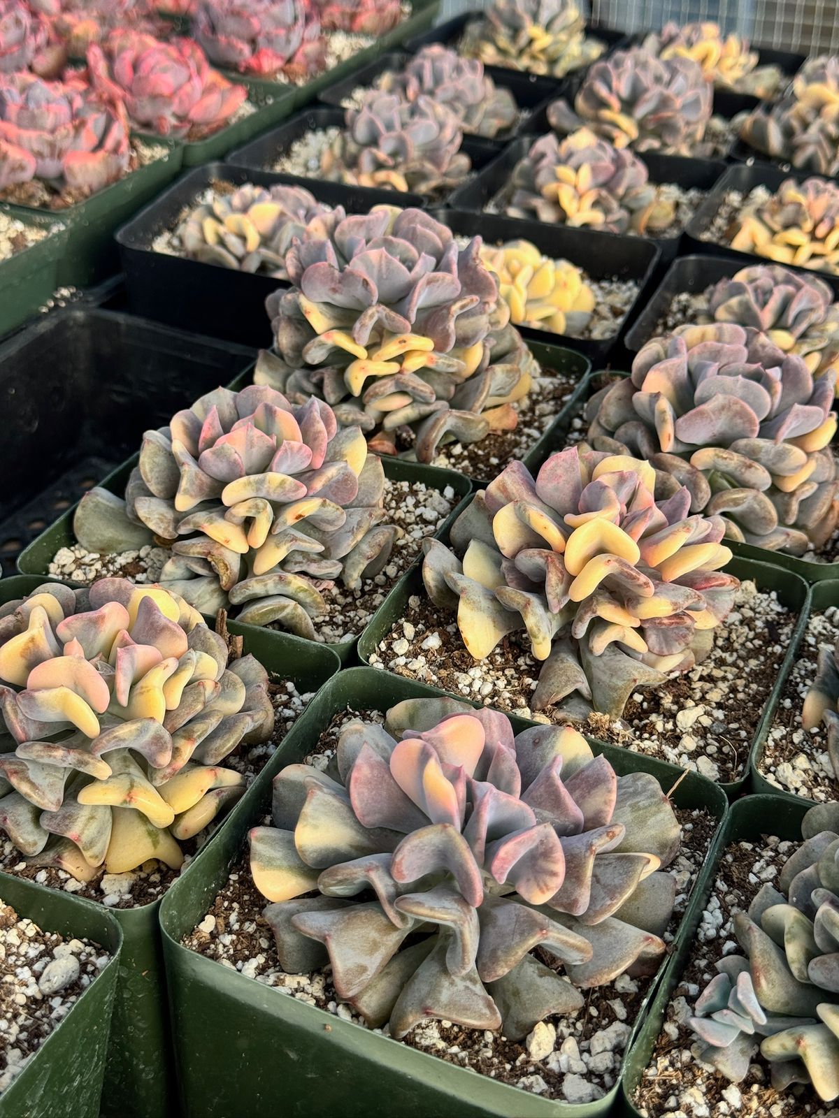 Echeveria cubic frost variegada