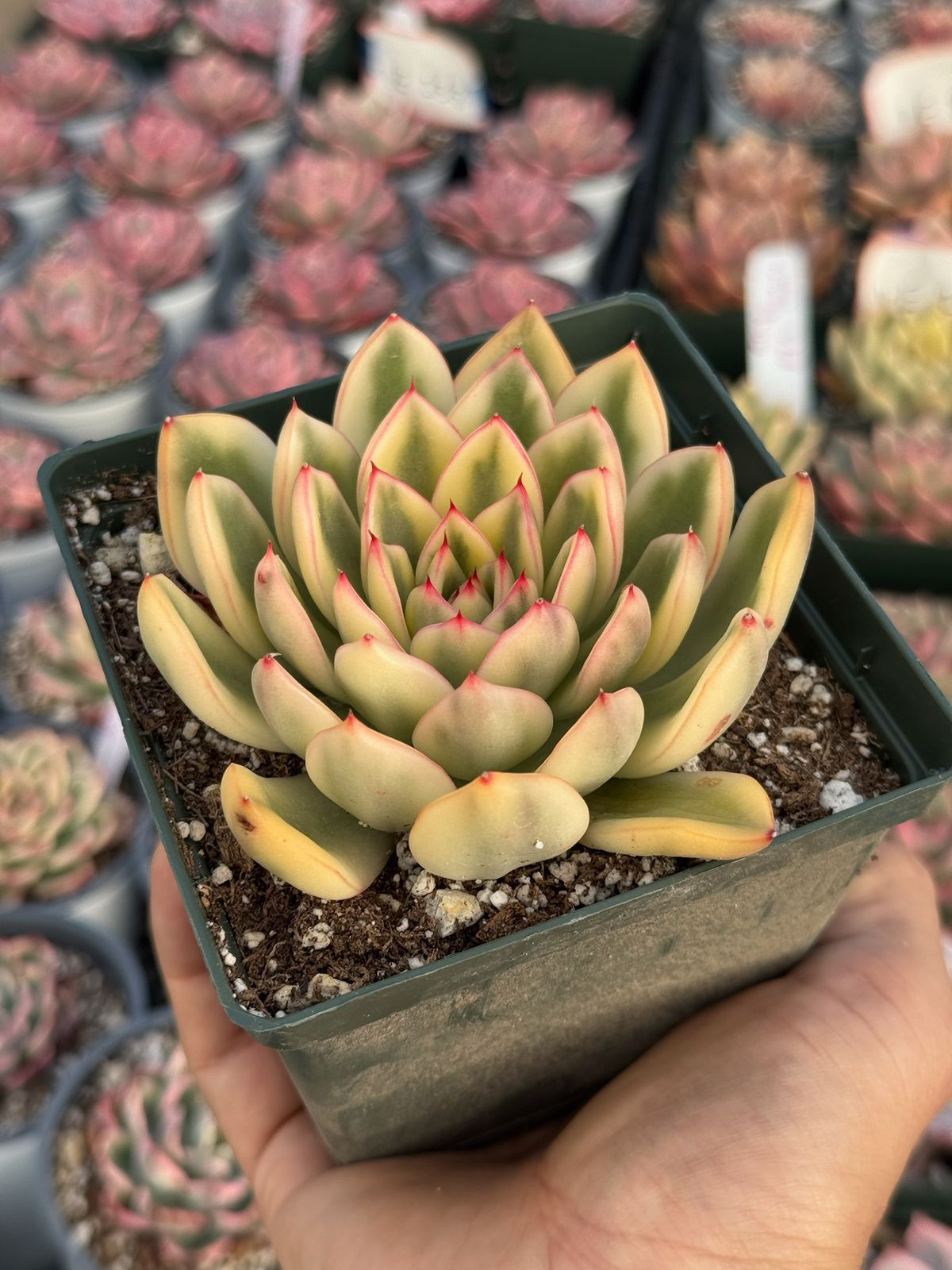 Echeveria paulina variegada