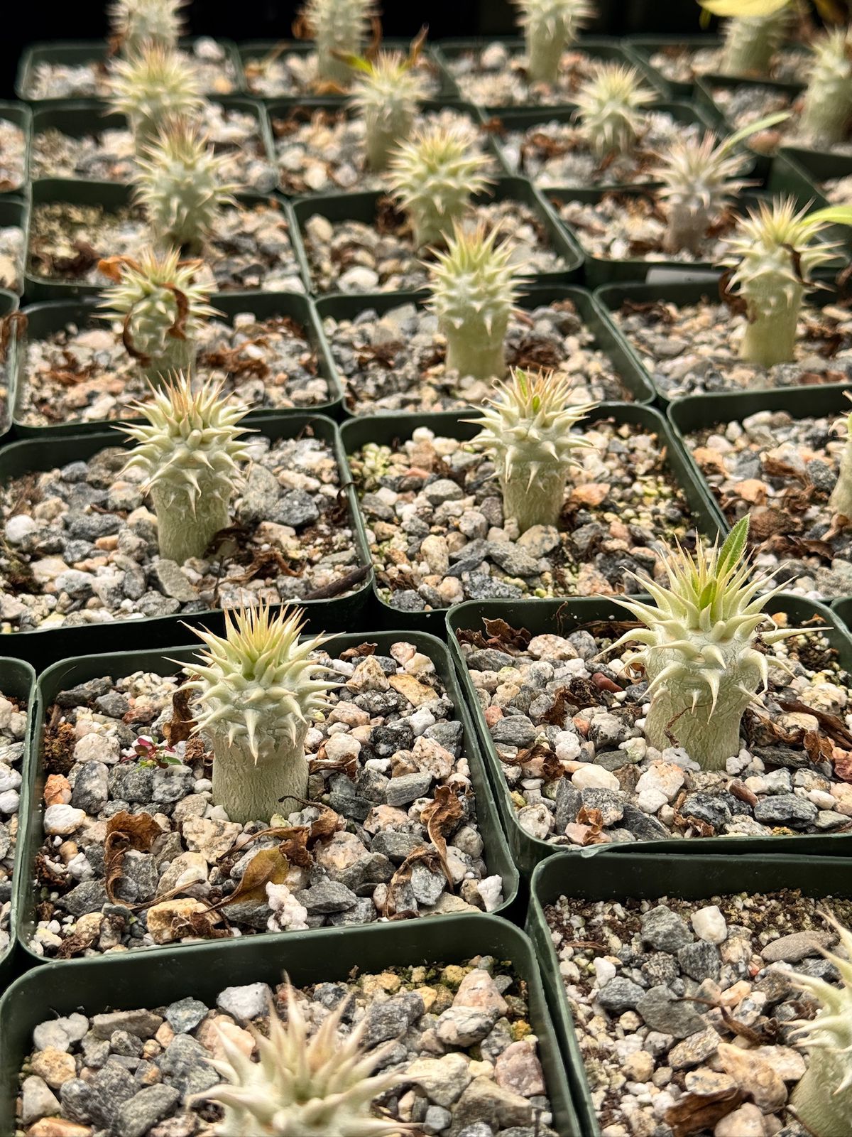 Pachypodium eburneum