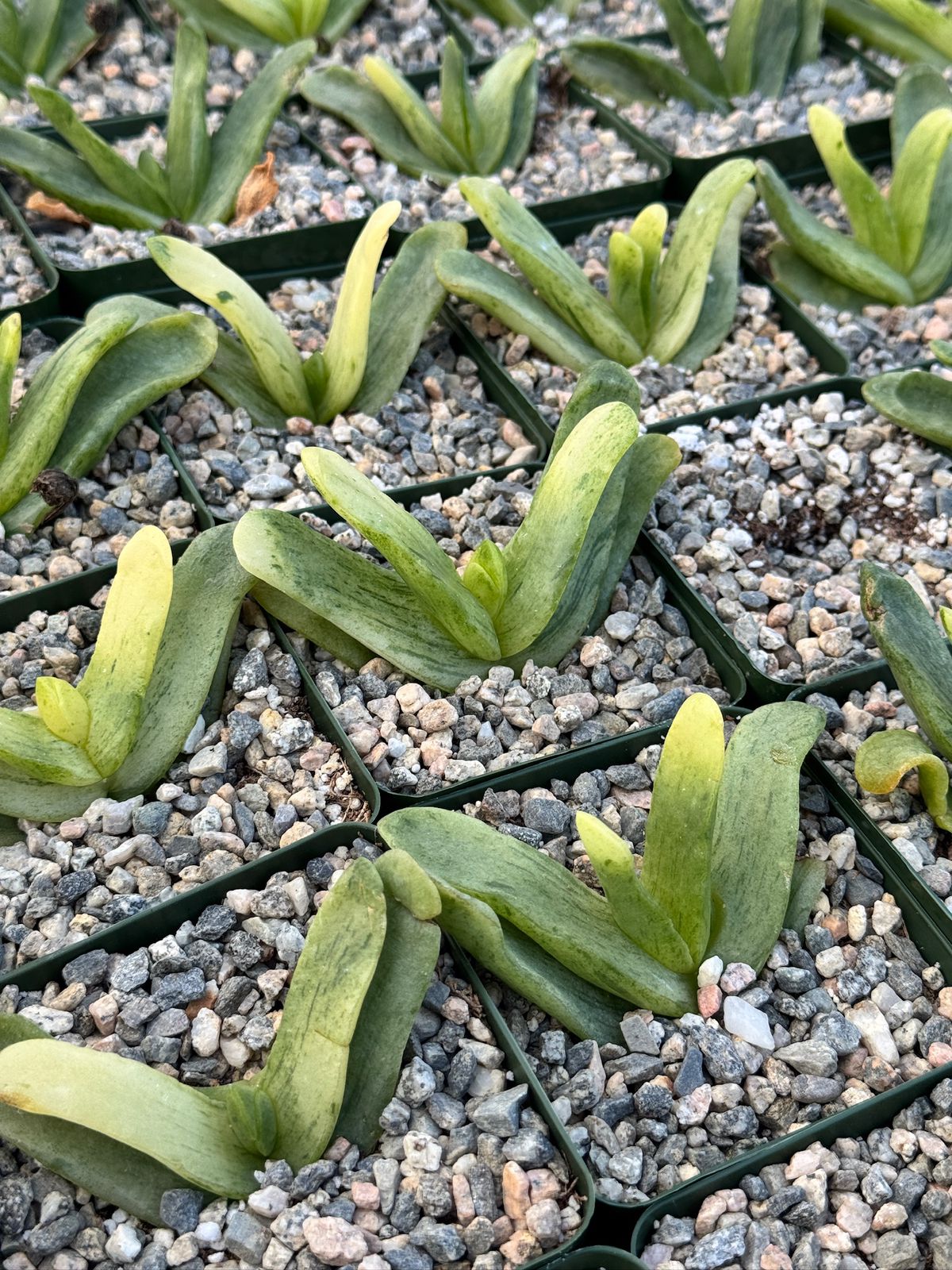 Glottiphyllum depressum Variegada 4”
