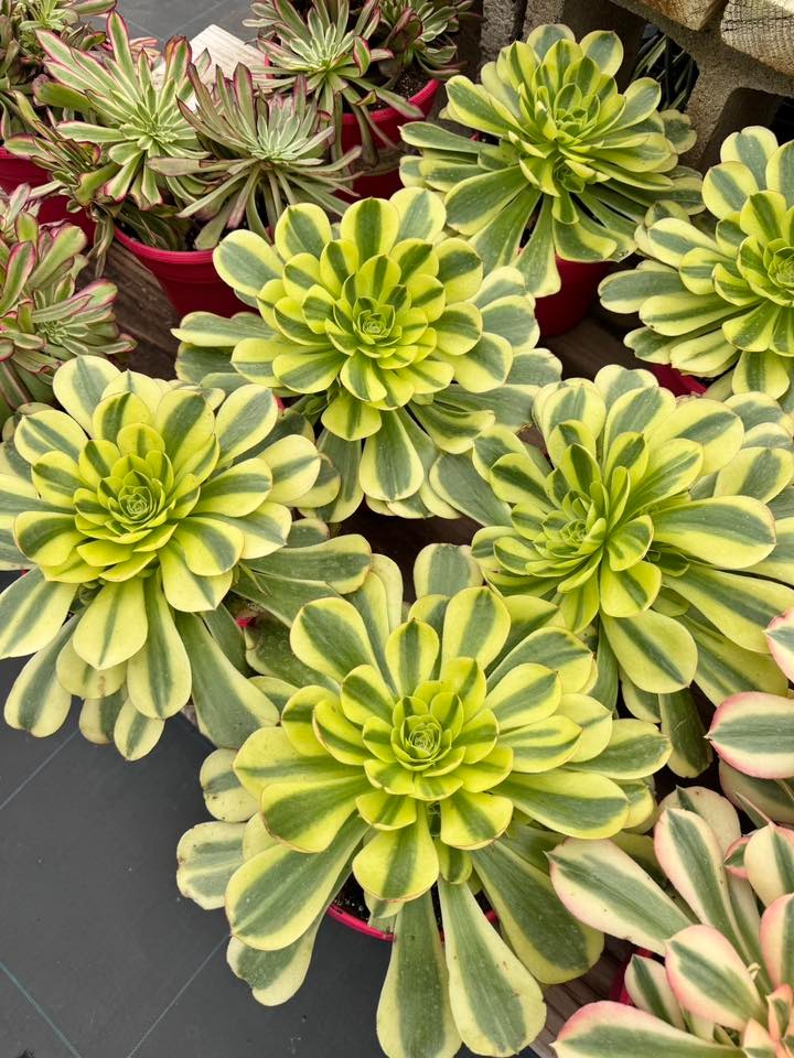 Aeonium green channel