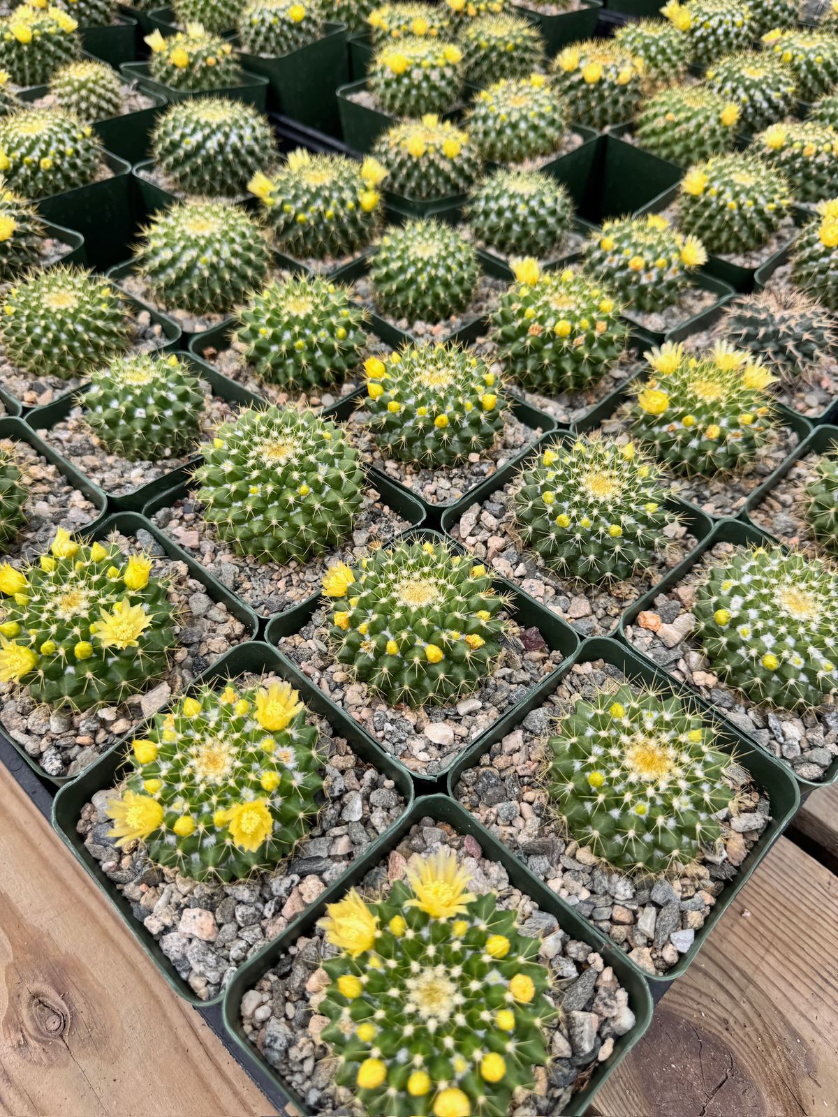 Mammillaria marksiana 4”