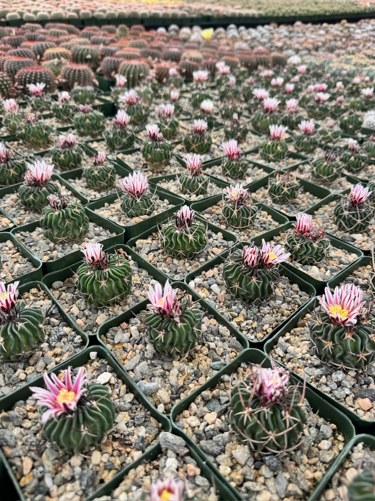 Echinofossolocactus ri8
