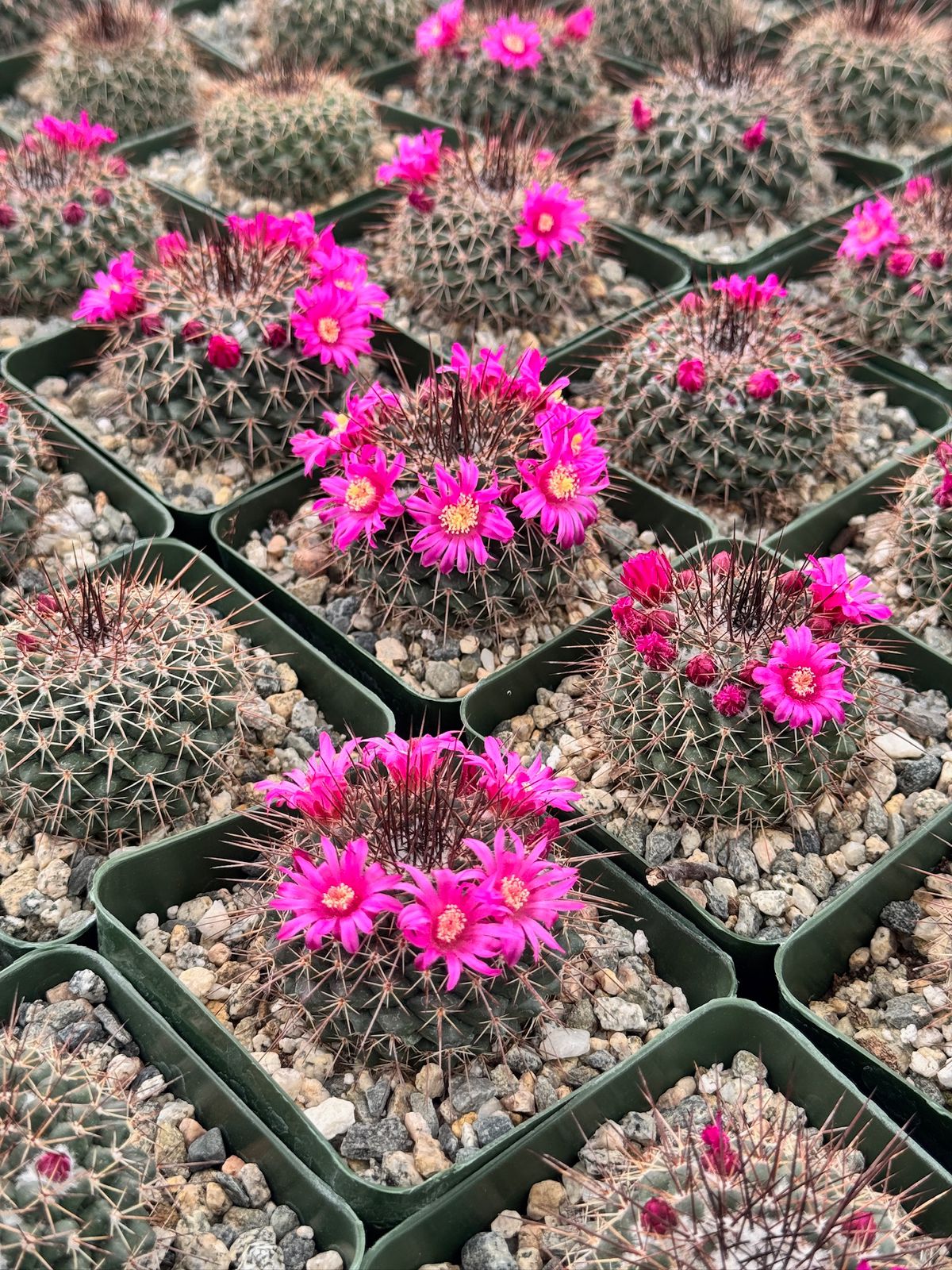 Mammillaria standleyi