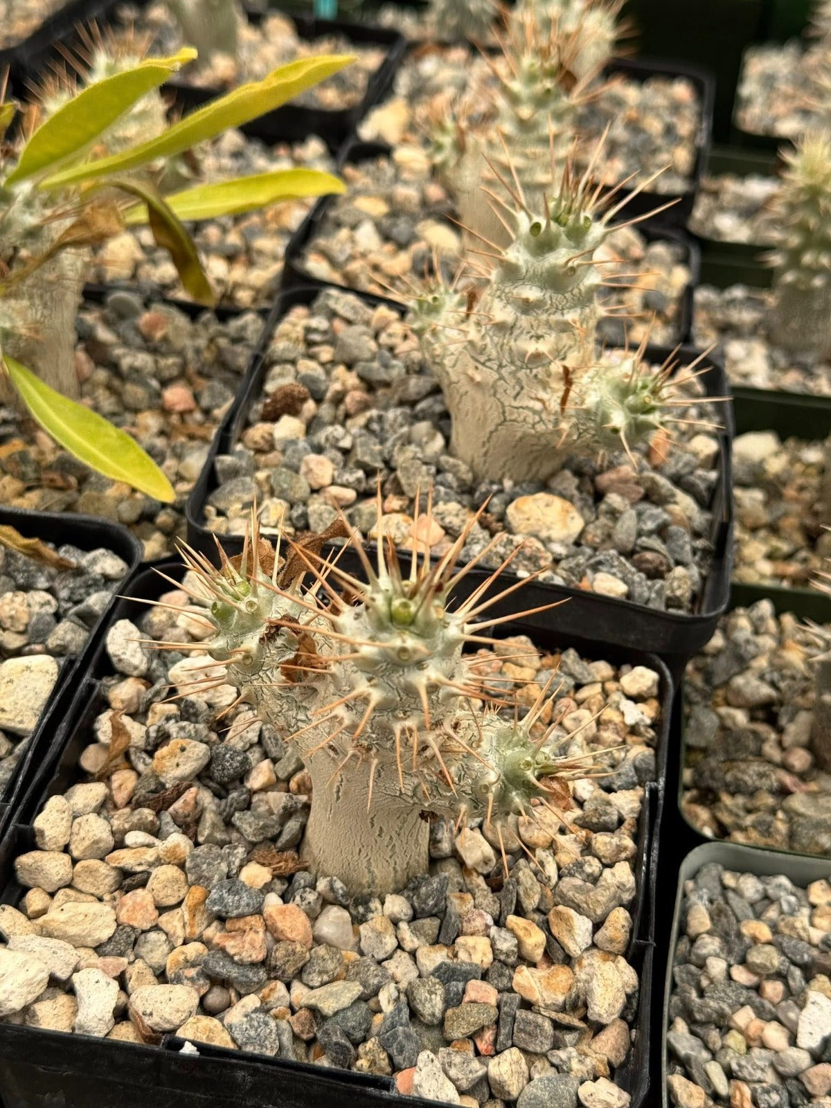 Pachypodium saundersii