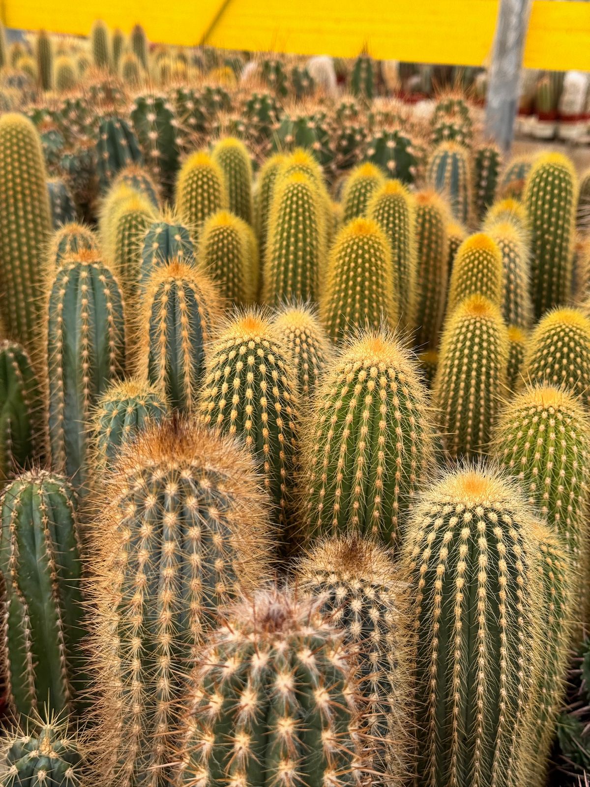 Charola de 18 columnares mix 3.5”