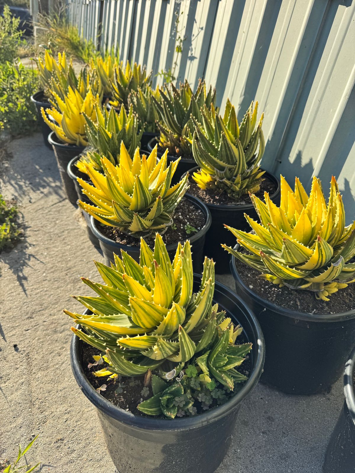Aloe nobilis cluster variegado