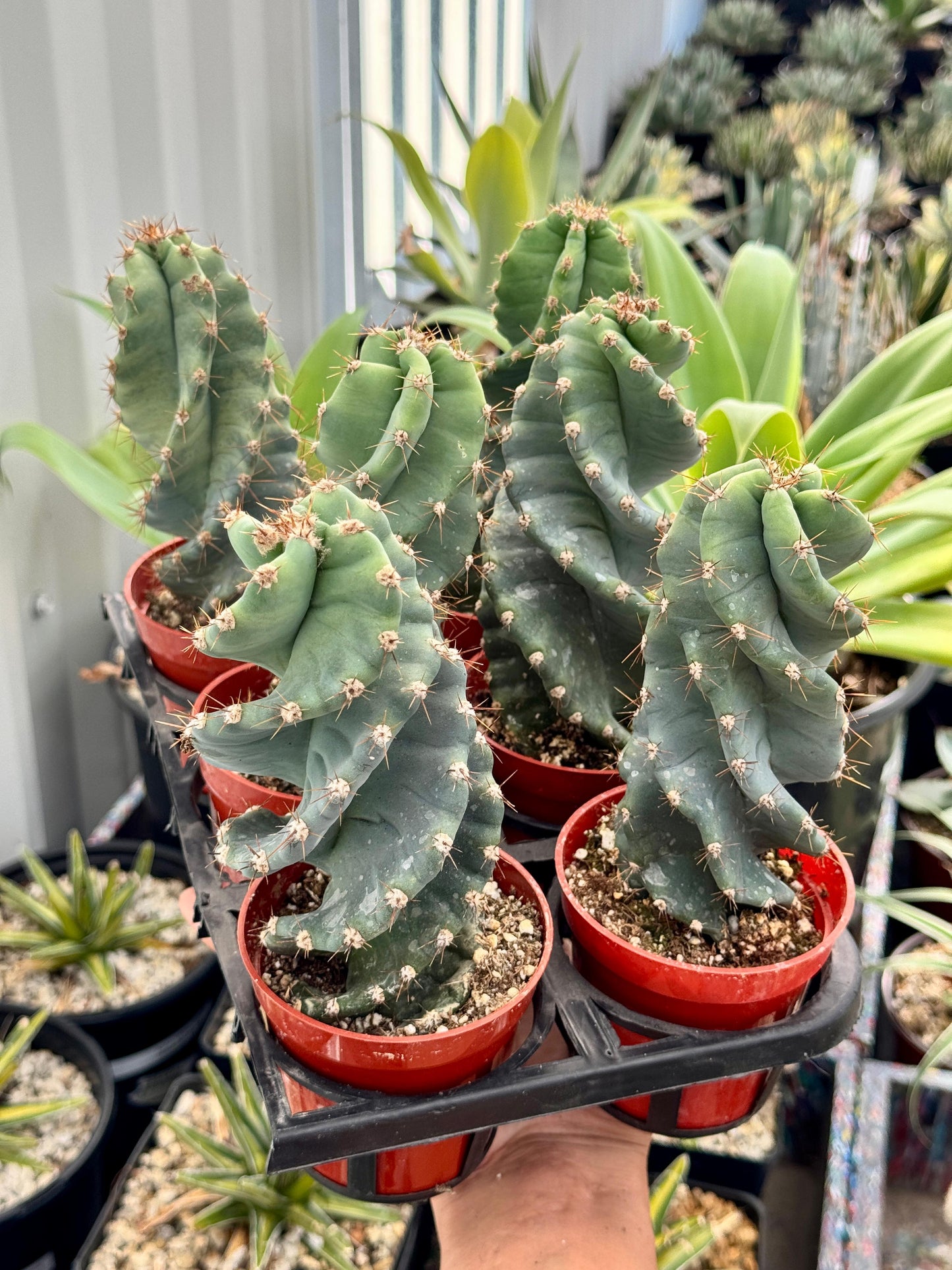 Cereus forbesii spiralis pack de 6