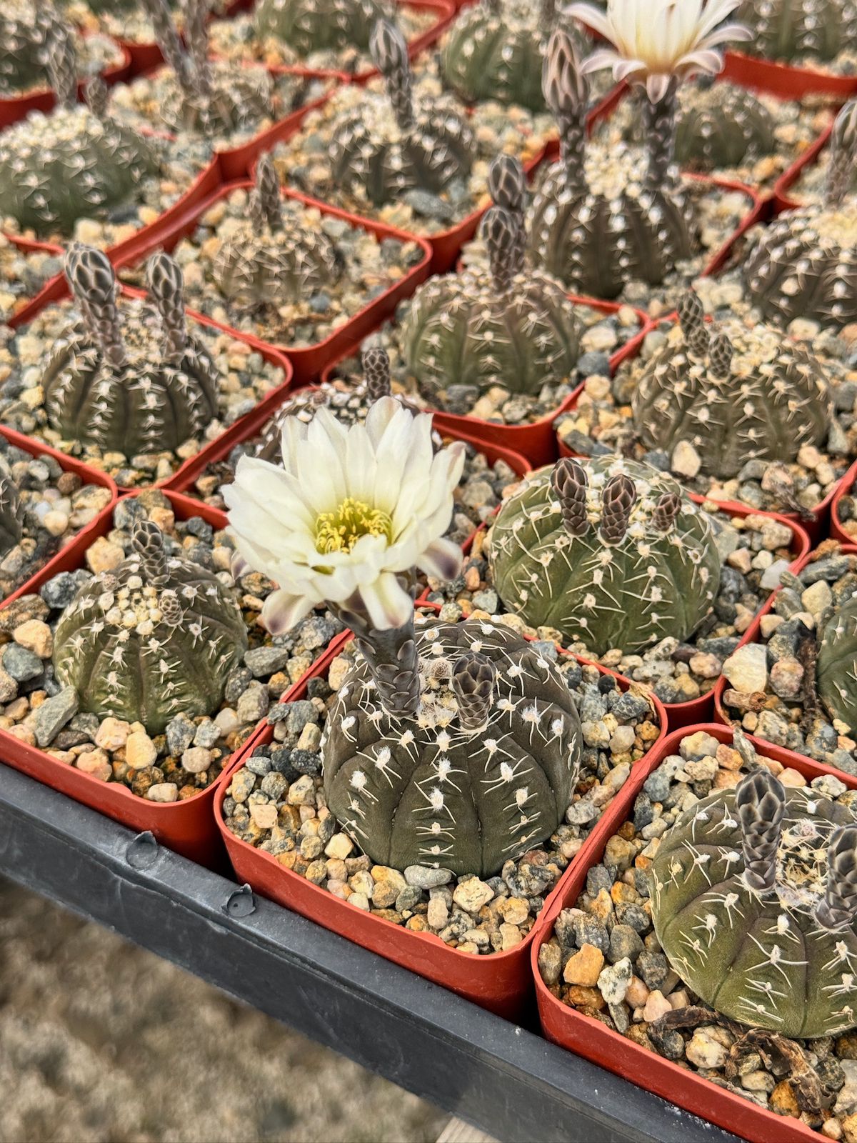 Gymnocalycium ragonesei