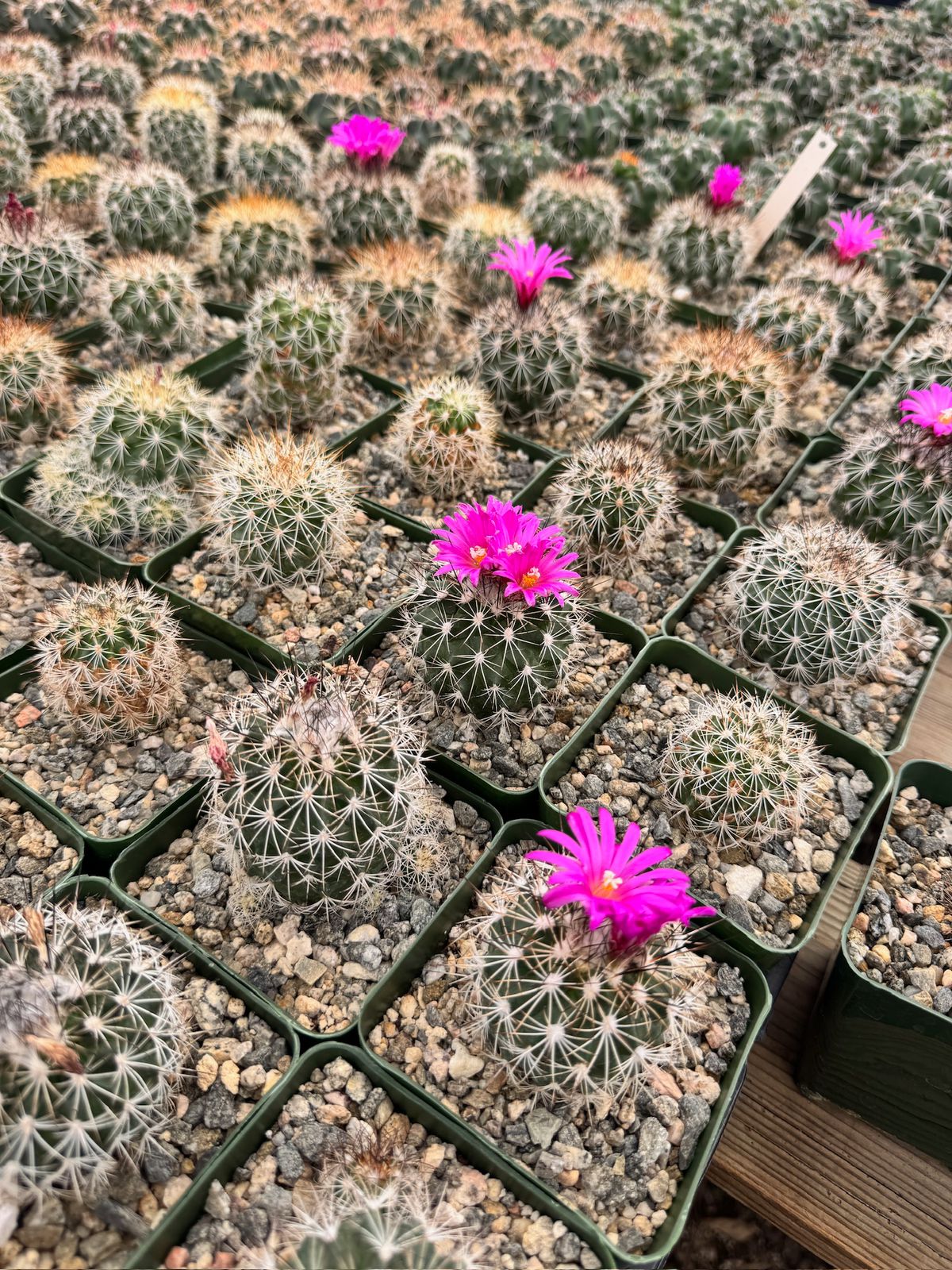 Gymnocalycium horripilus