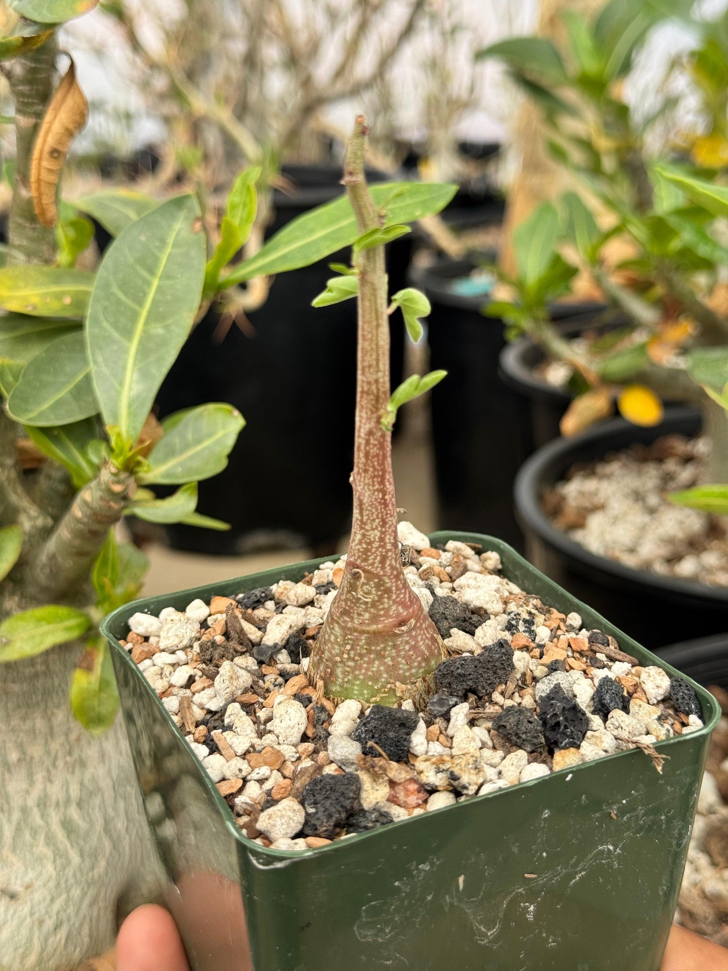 Adenia Spinosa 4”