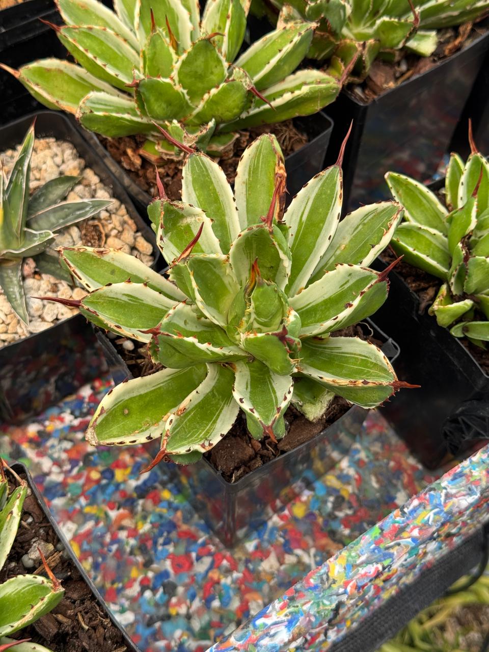 Agave potatorum cubic variegado