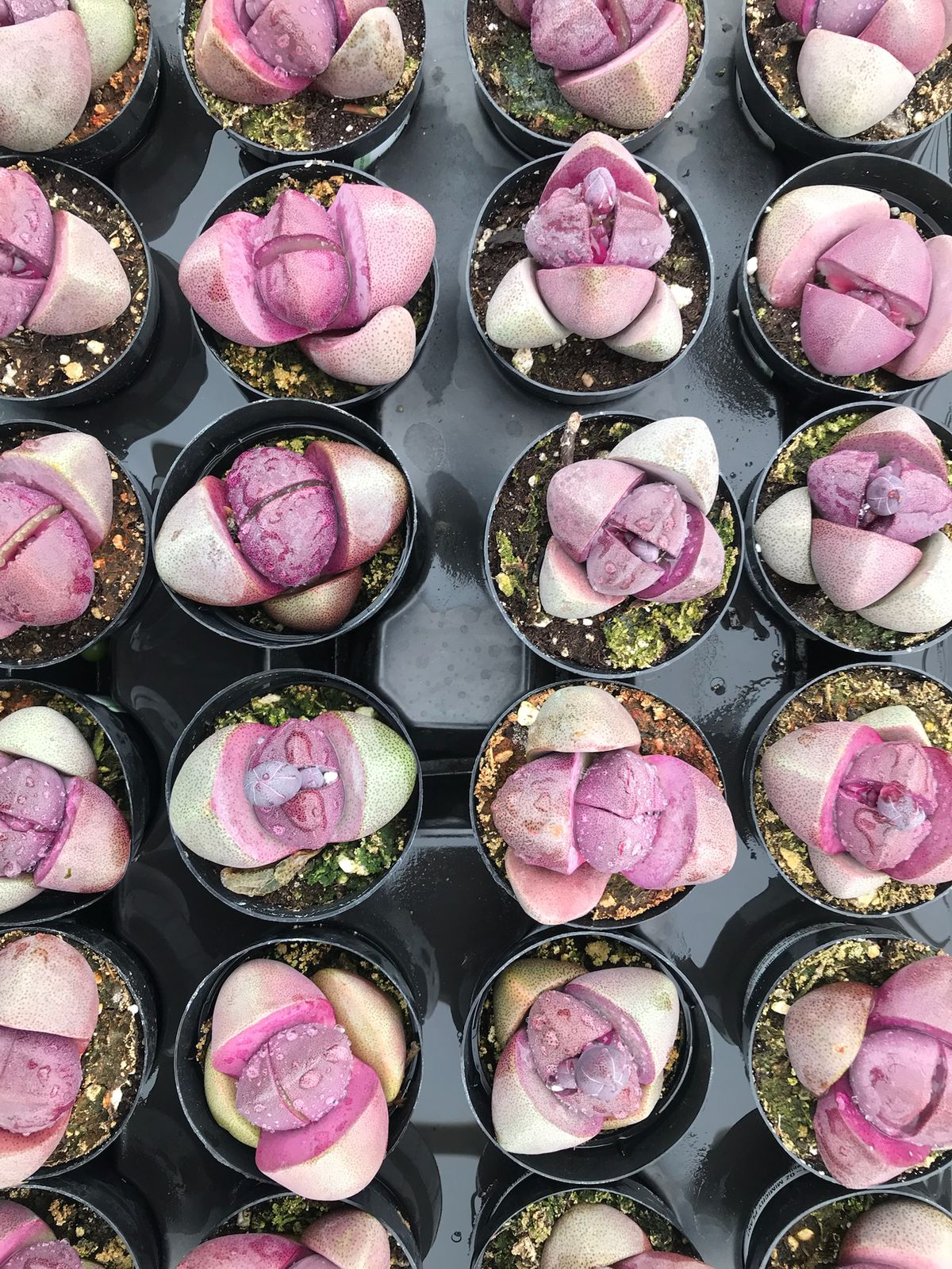 Pleiospilos Royal Flush