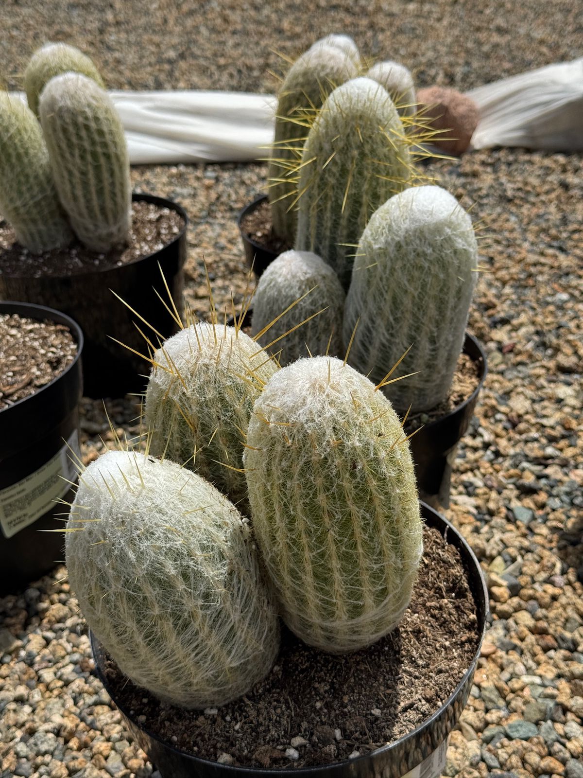 Espostoa lanata 8”