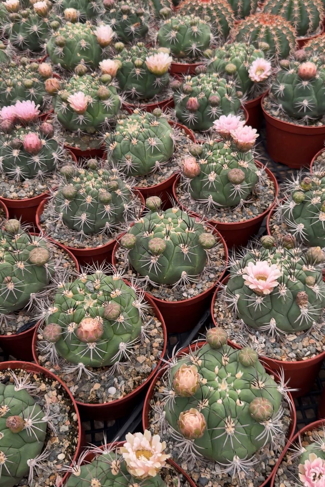 Gymnocalycium saglione 6”