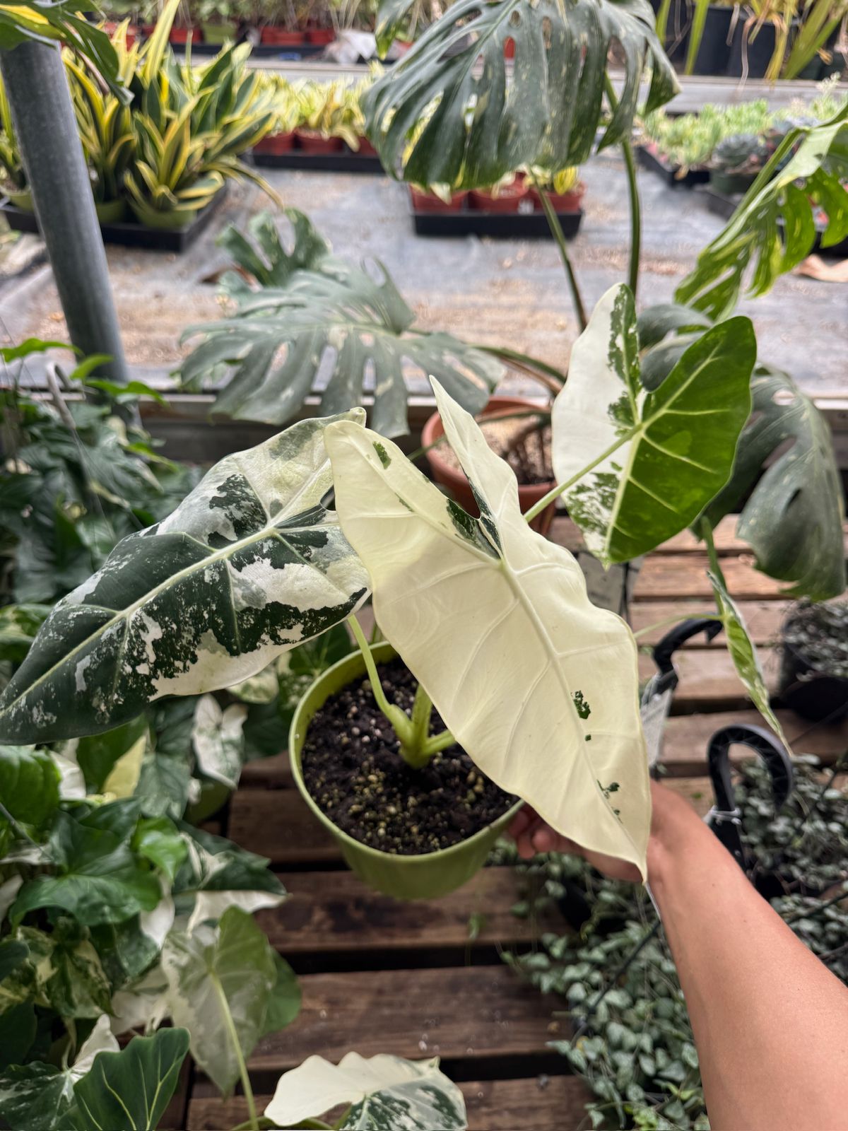 Alocasia frydek variegada 6”