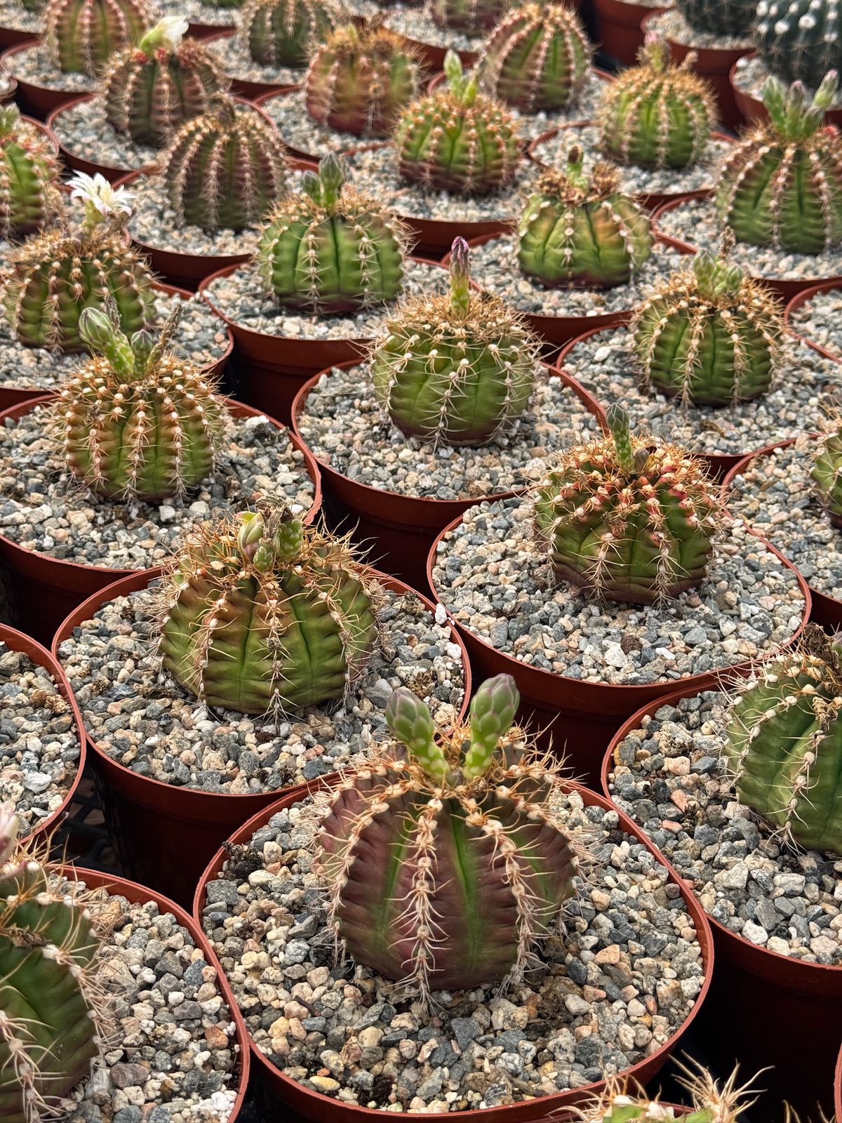 Gymnocalycium damsii var. Rotundulum 6”